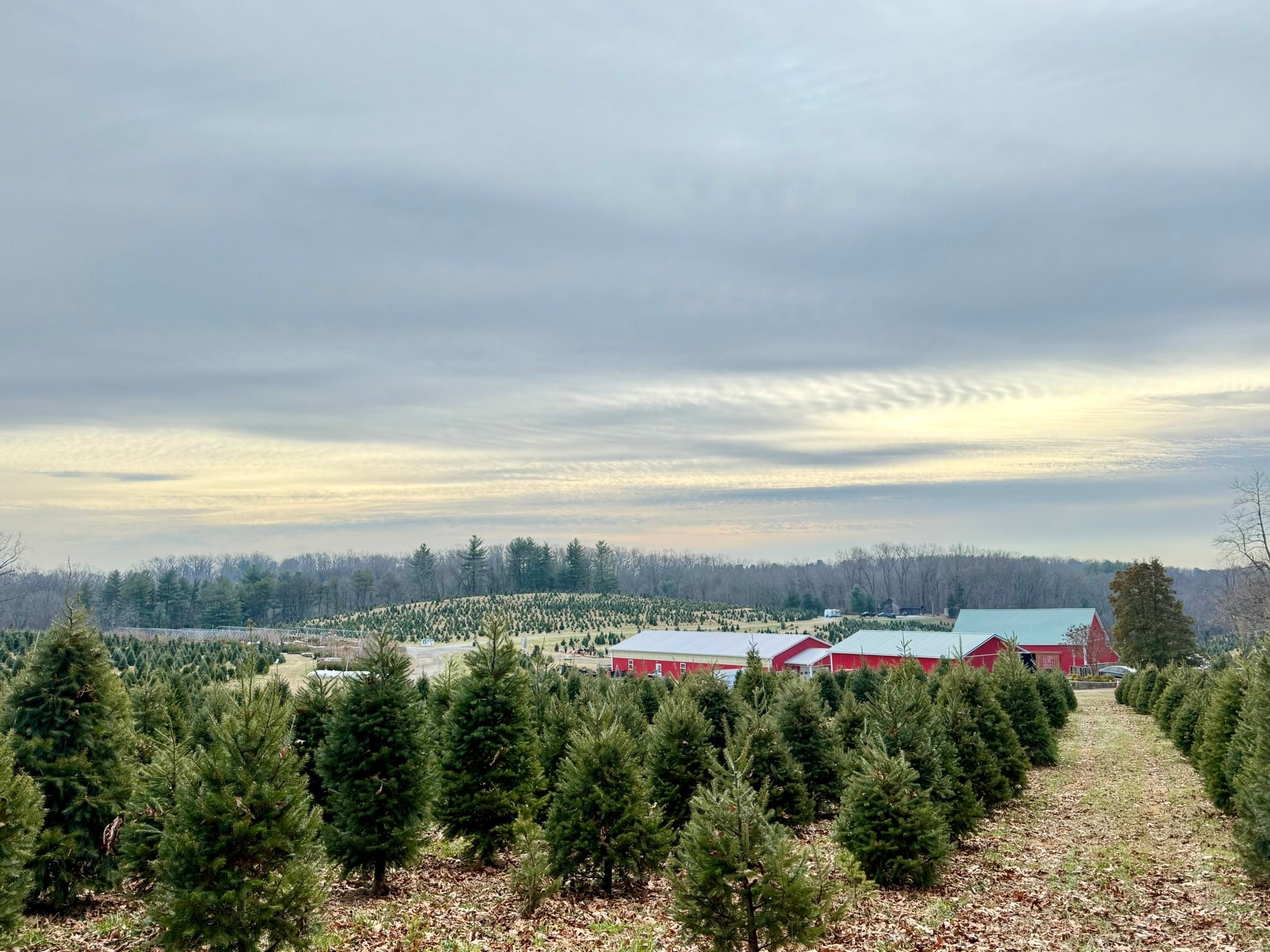 Davidson Christmas Tree Farm | Upperco MD