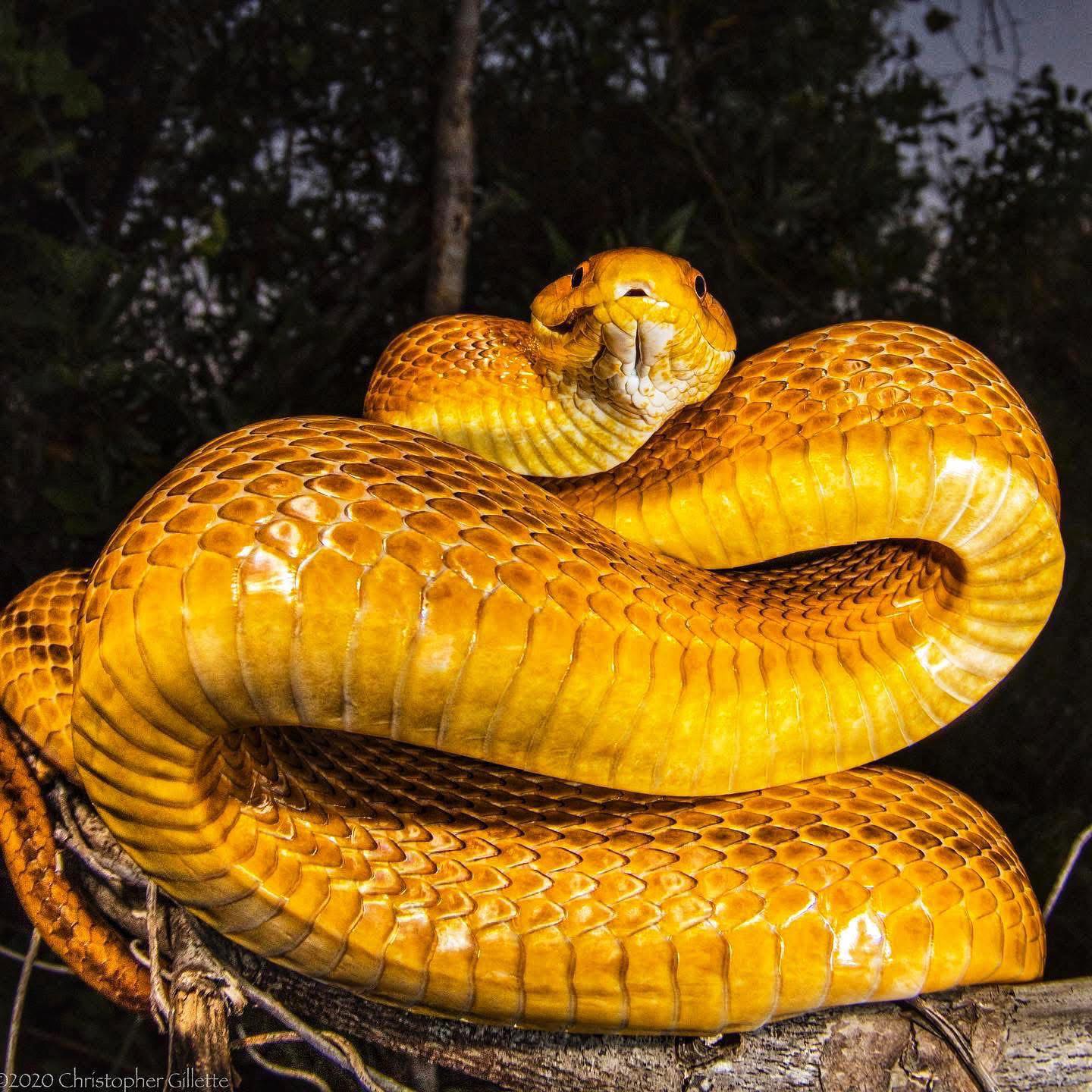 This large yellow rat snake is locked and loaded in the “s 