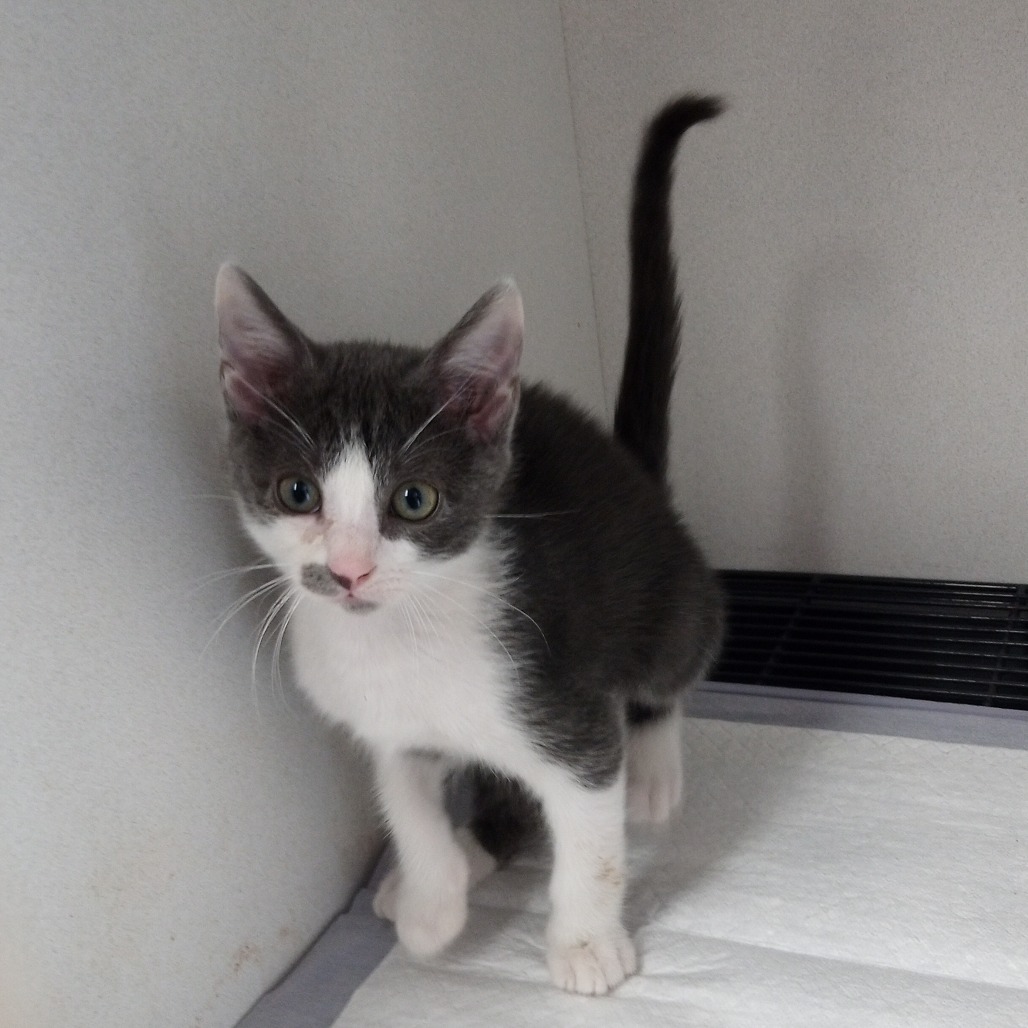 Stephens - Stephens County Humane Society of Oklahoma