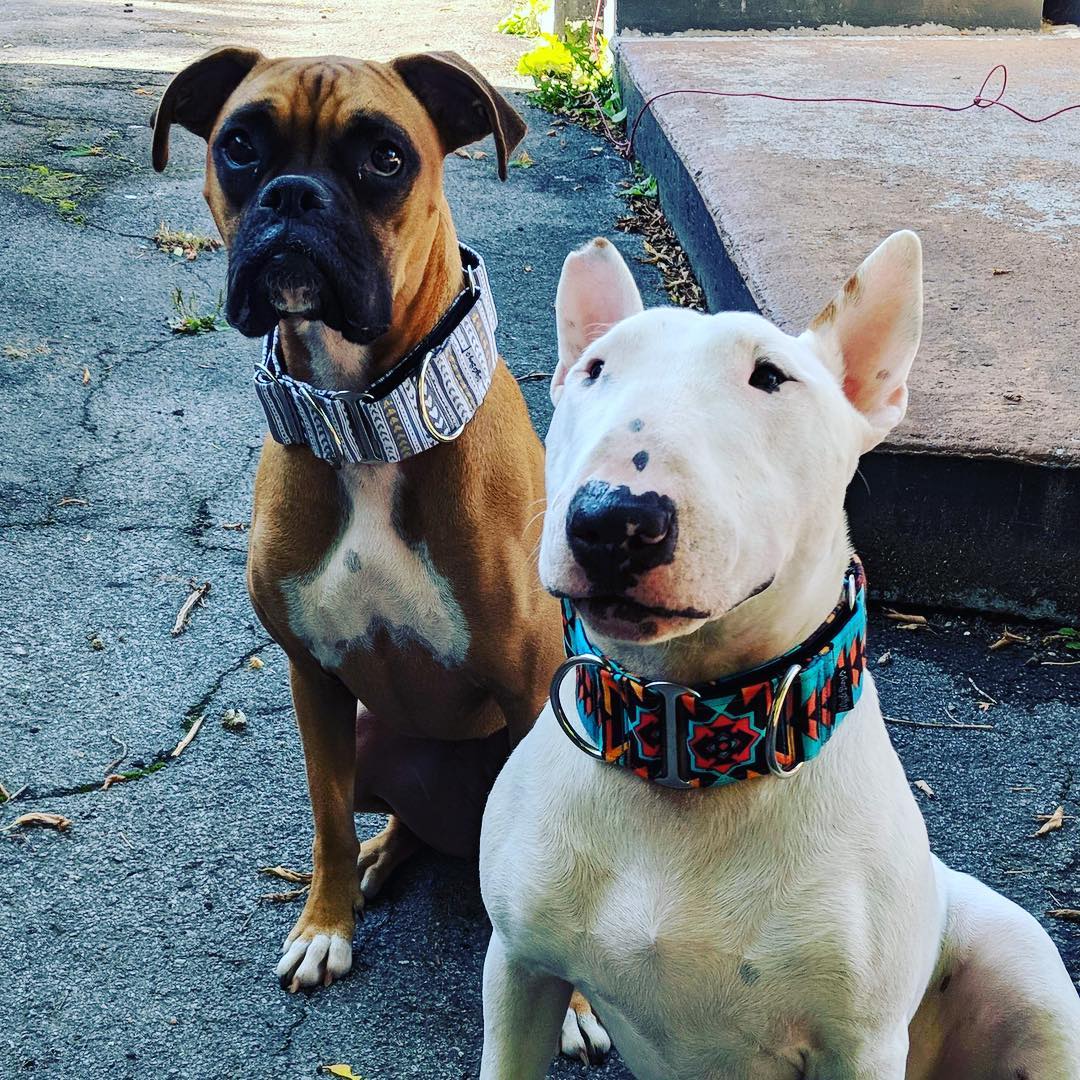 Wiggle Bumz Lilo La Boxer Et Jäger Le Bull Terrier - 