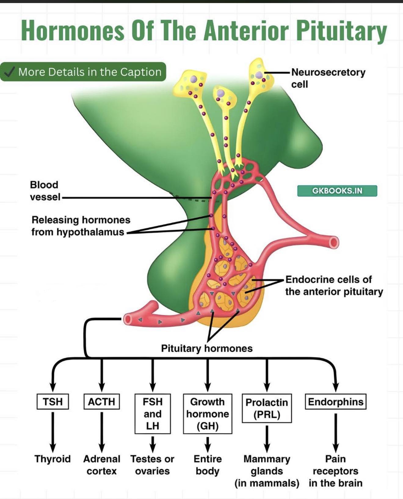 Dr. Muhammed - Overview of Anterior Pituitary 🔰 What is the Anterior ...
