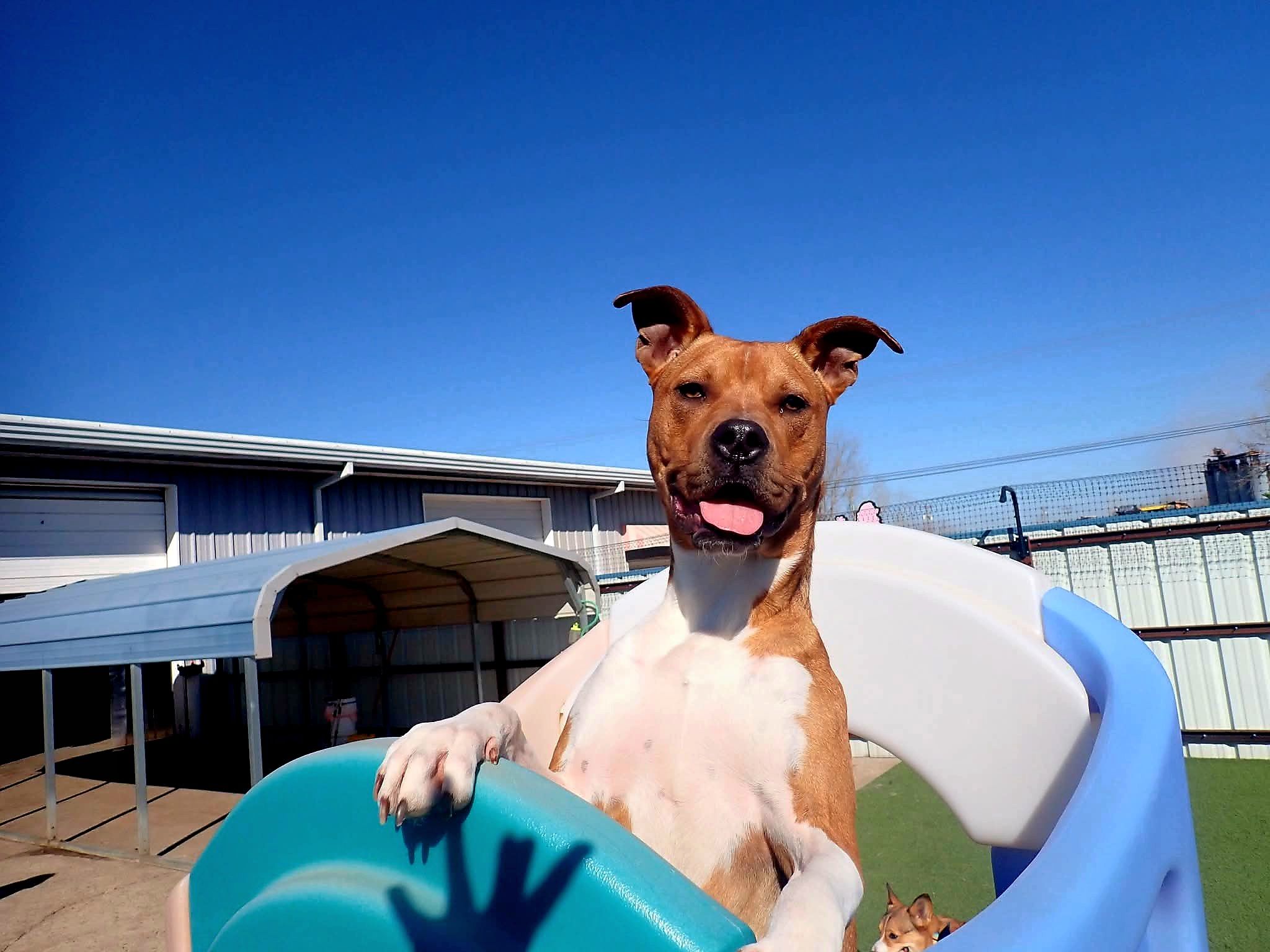 Memorial Crossing Pet Resort