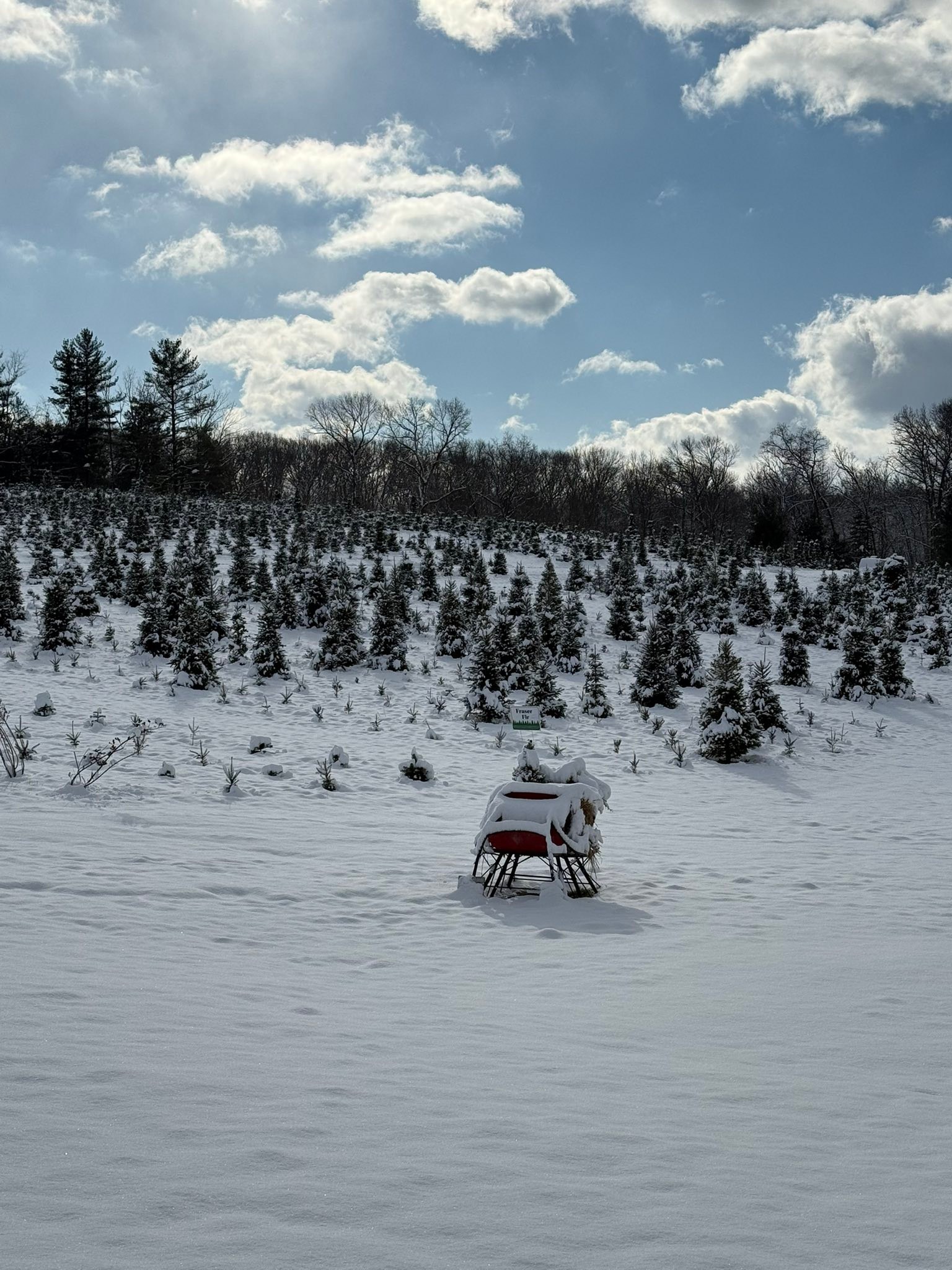 Davidson Christmas Tree Farm | Upperco MD