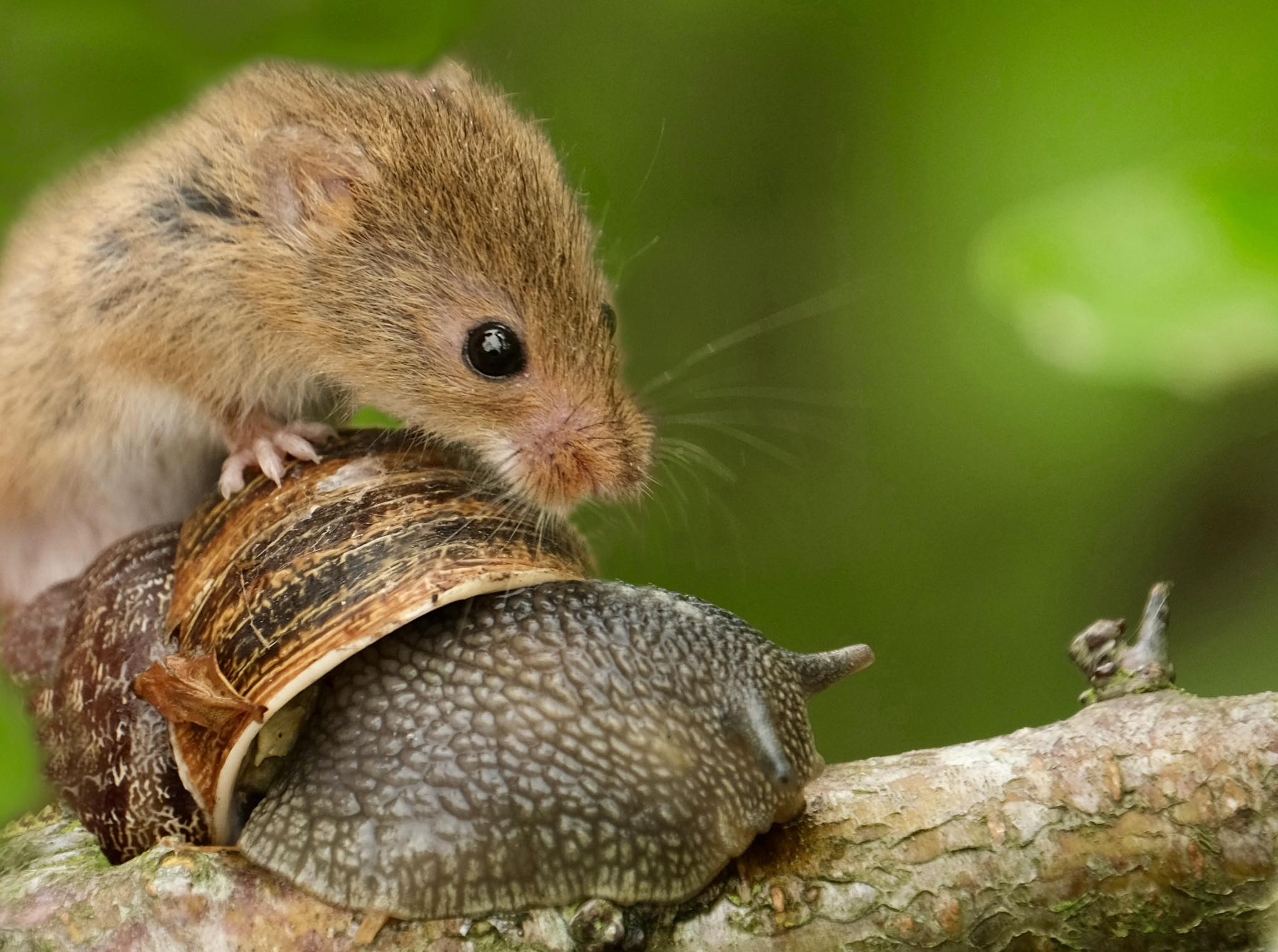 The Mouse - Close up with Mr Jingles the harvest mouse hitching a lift ...