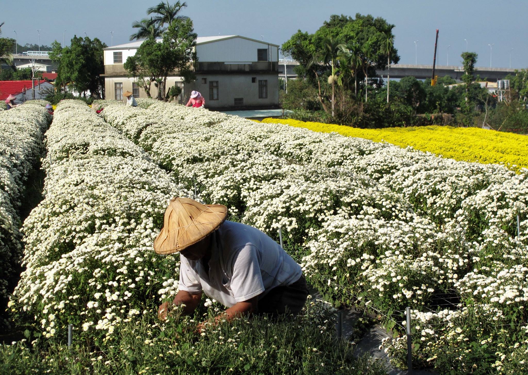 丹楓餐廳 - 《丹楓賞杭菊》🌼 整片白茫茫 的杭菊如秋雪一般，是銅鑼當地的特產 今年氣候因素堪稱是近年最美的花海...