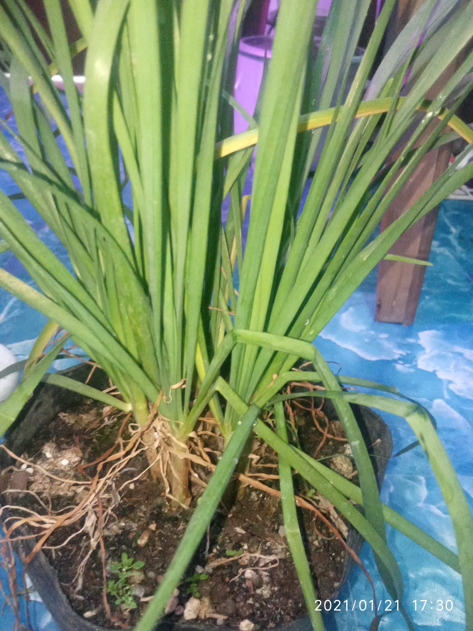 Planteros - Good for omelette, okoy fried rice etc... ----KUTSAY ...