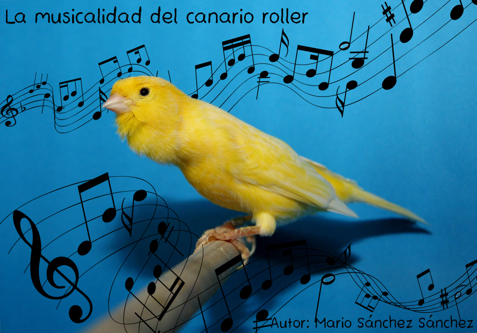 Wilhelm - #ESCUELADECANTOHARZER | LA MUSICALIDAD EN EL CANARIO ROLLER ...