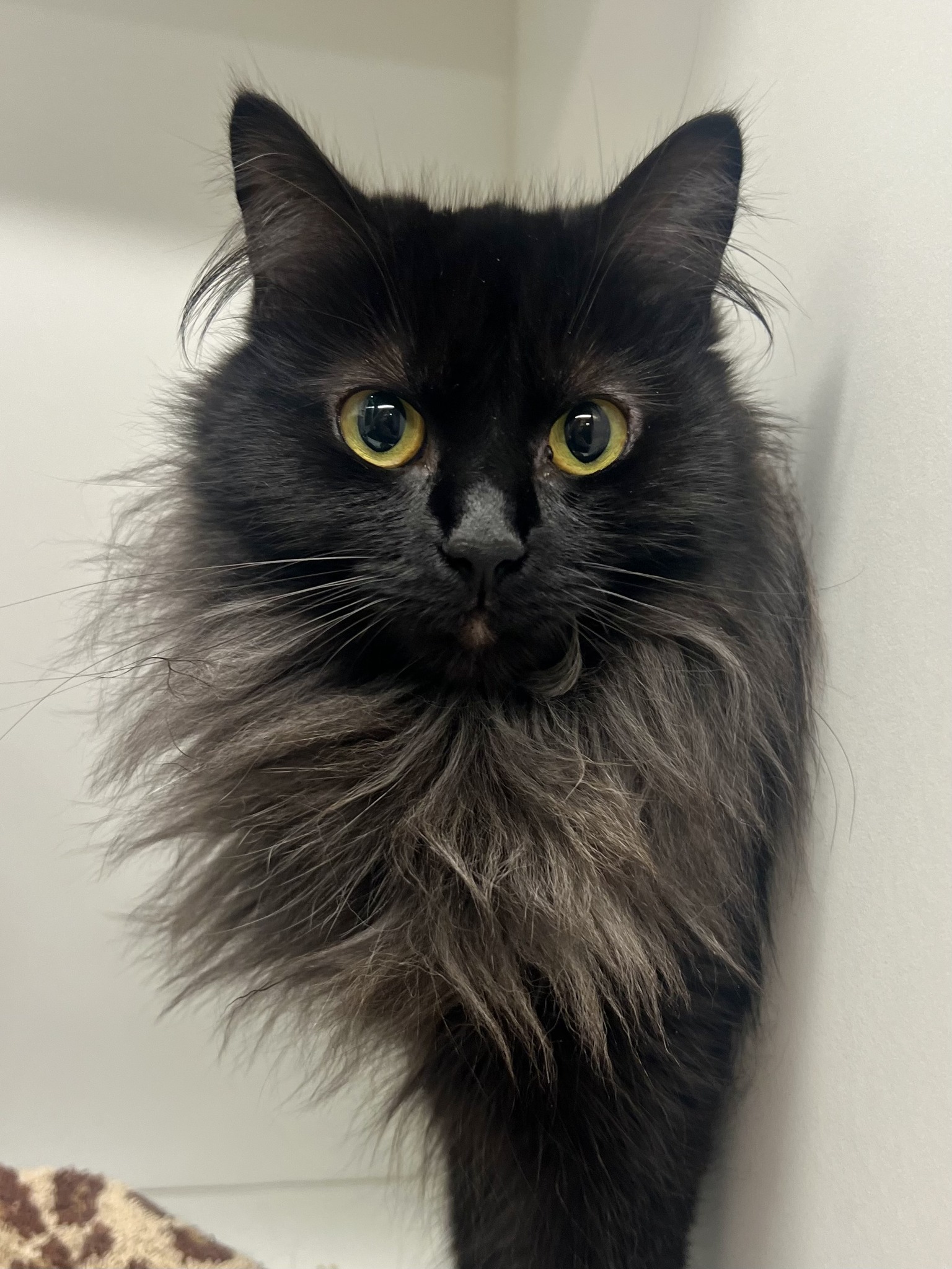 Meet your new little shadow! ?‍⬛? Our campuses have the most 