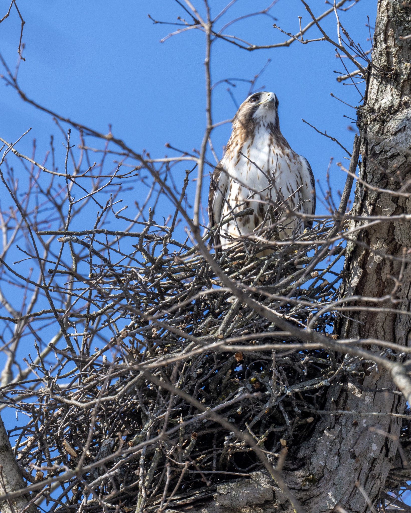 Jocelyn - The local park Red-tailed Hawk couple has been working on a ...