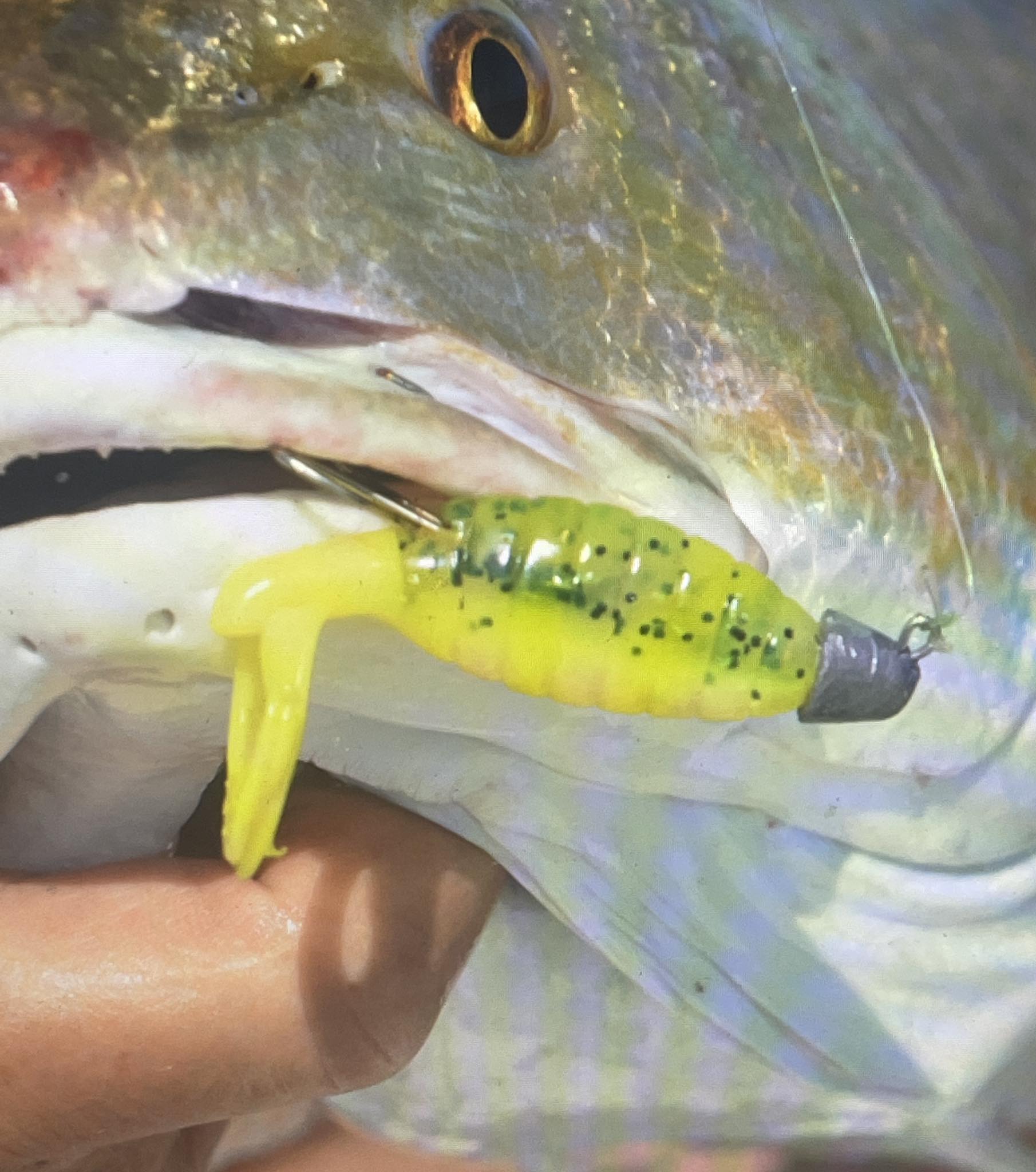 chicken boy fishing lures Gift Card Redfish On Chicken Boy Shrimp