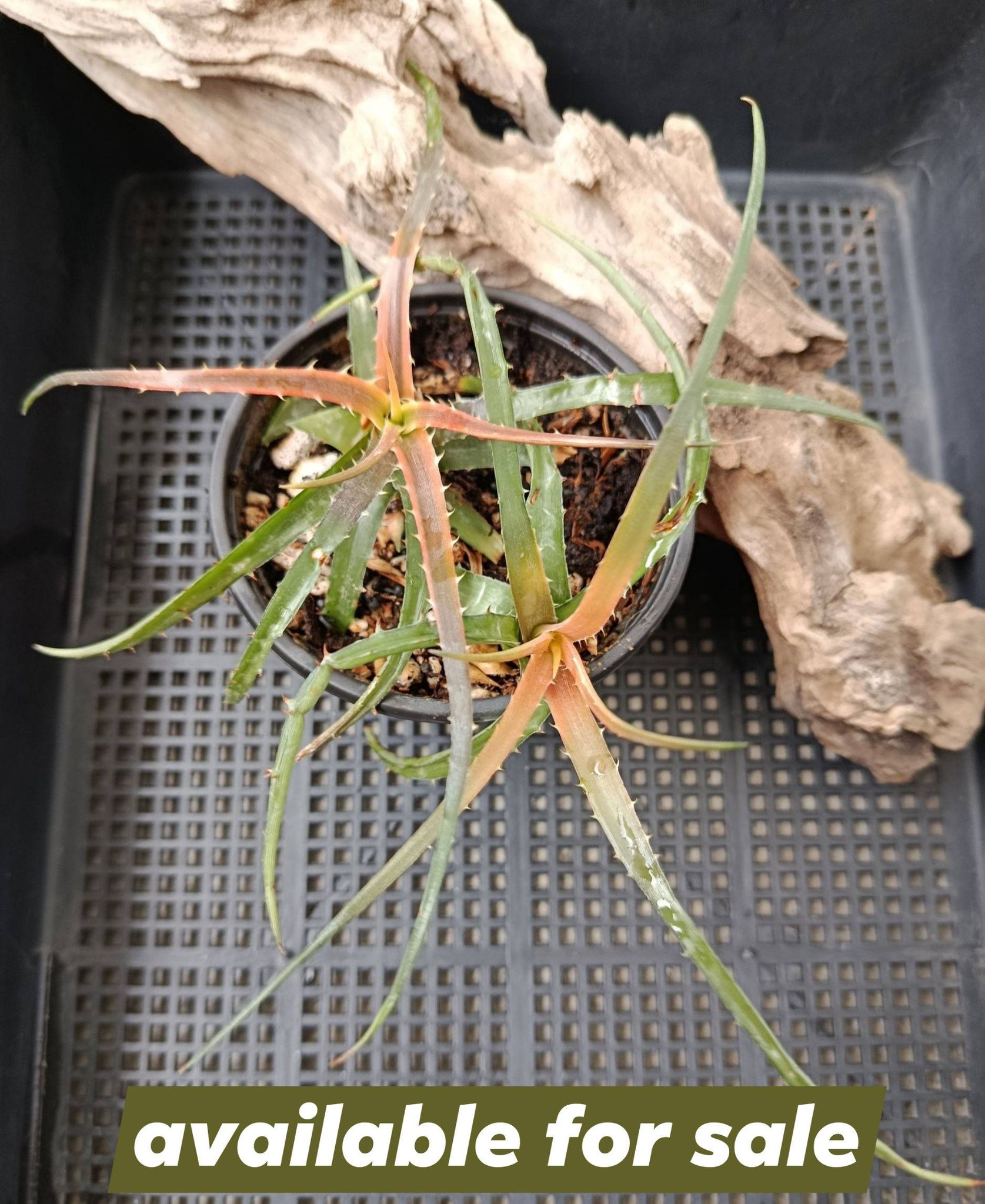Dyckia goehringii x affinis argentea plant