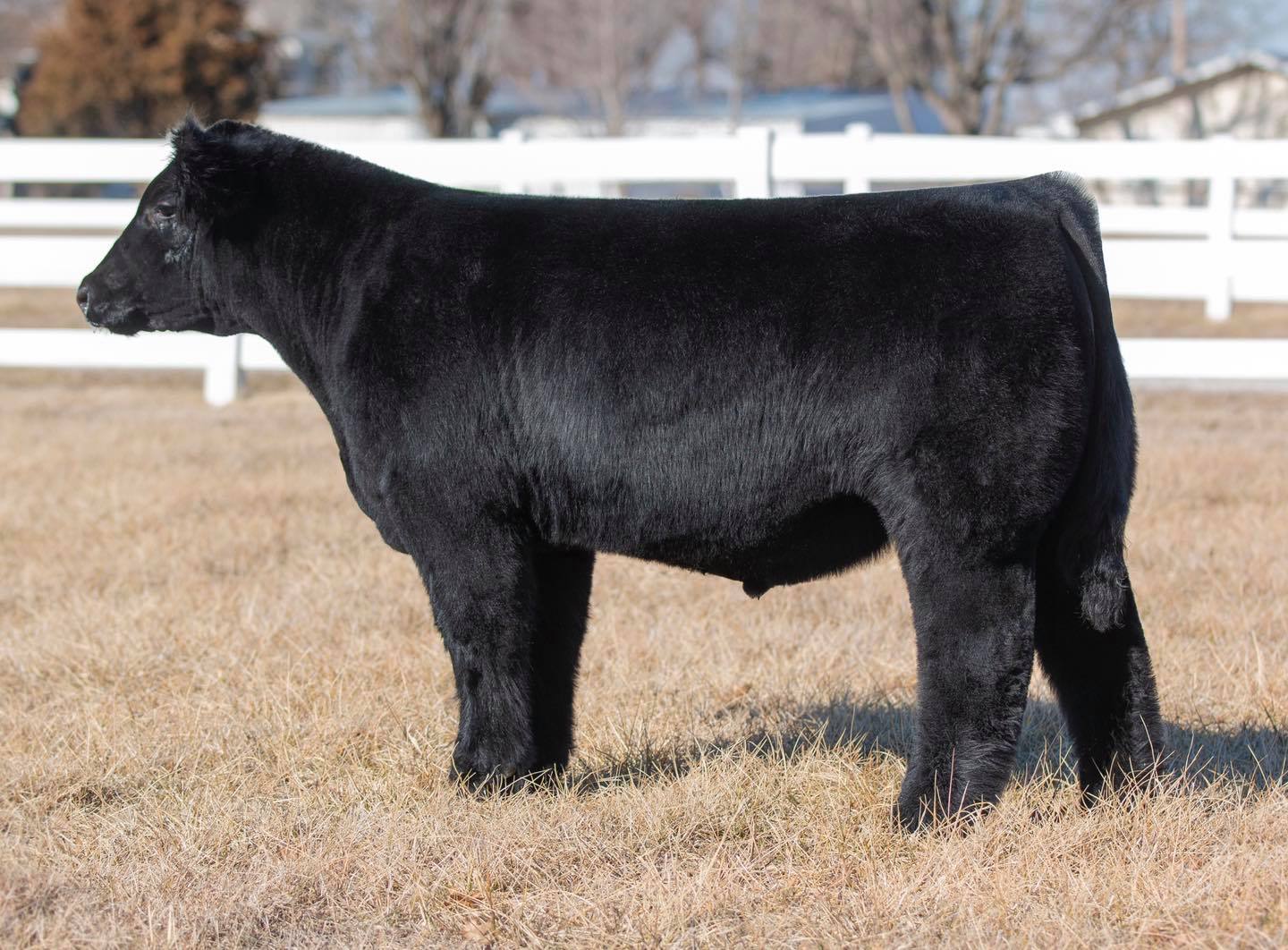 Elite Feeds | Perry GA