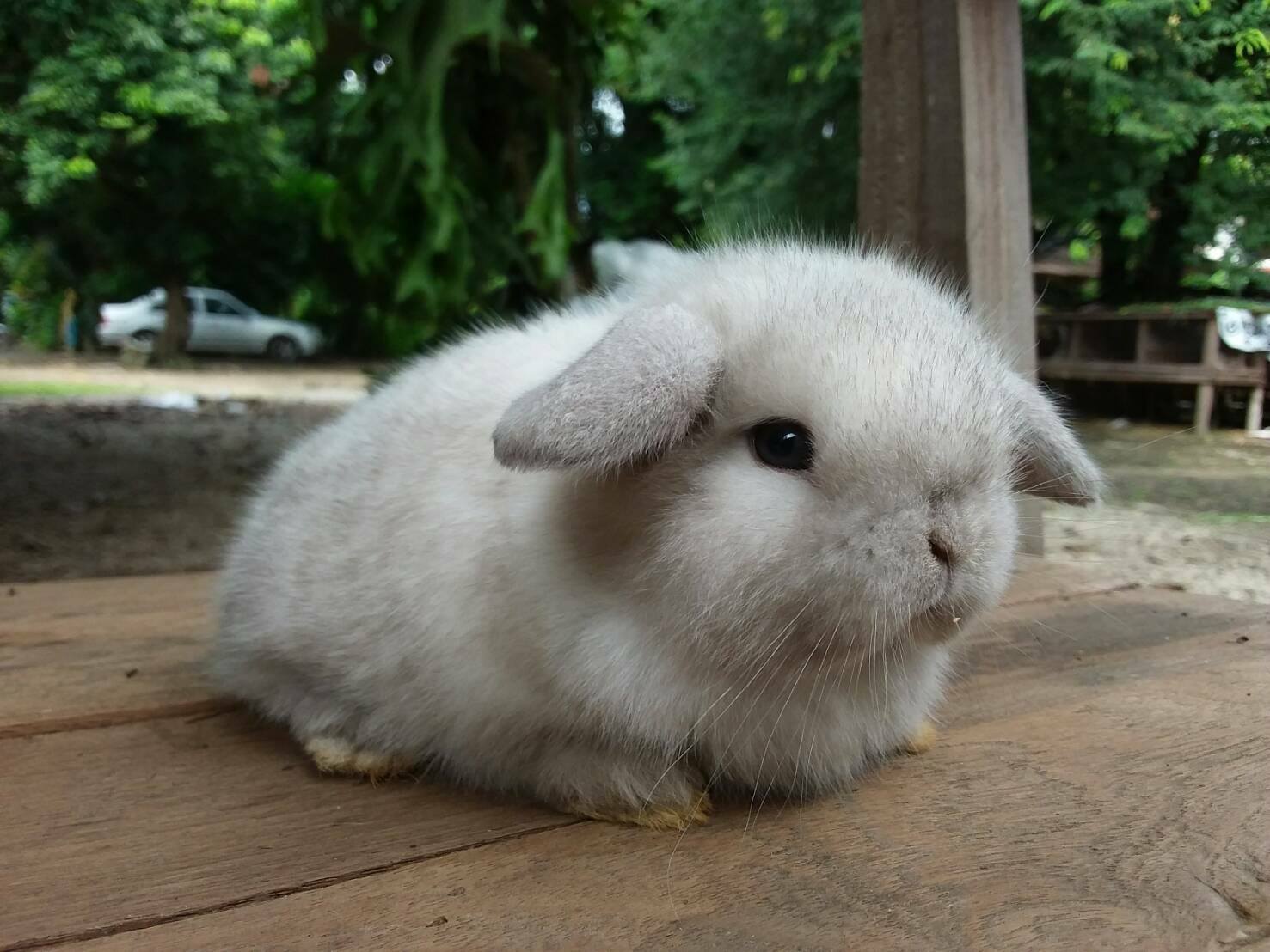 # HL สีเซเบิ้ลพอย... - JB Rabbit ฟารม์กระต่ายเชียงใหม่ | Facebook