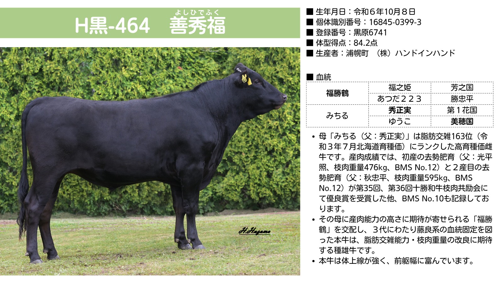 ジェネティクス北海道 - 【黒毛新規選抜種雄牛のご紹介】 H黒-313 北美