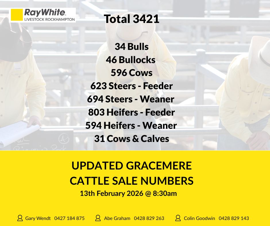 UPDATED CATTLE SALE... - Ray White Livestock Rockhampton | Facebook