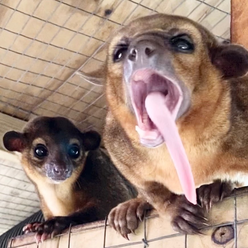 Kinkatopia - Winnie is showing off her super long tongue!...