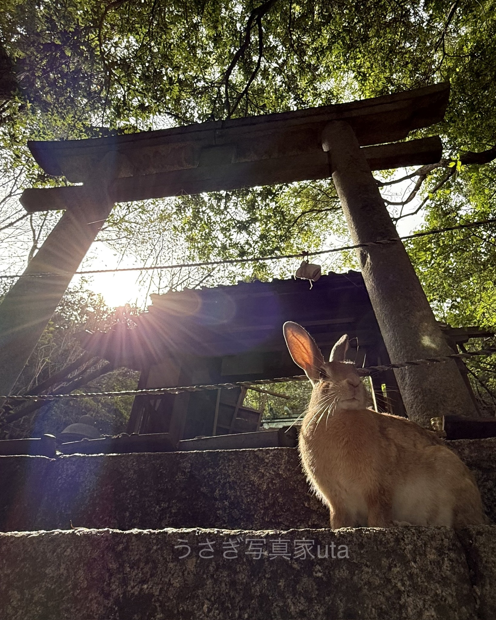 うさぎの楽園 大久野島 - 暖かくなってきたので、仔うさぎちゃんが