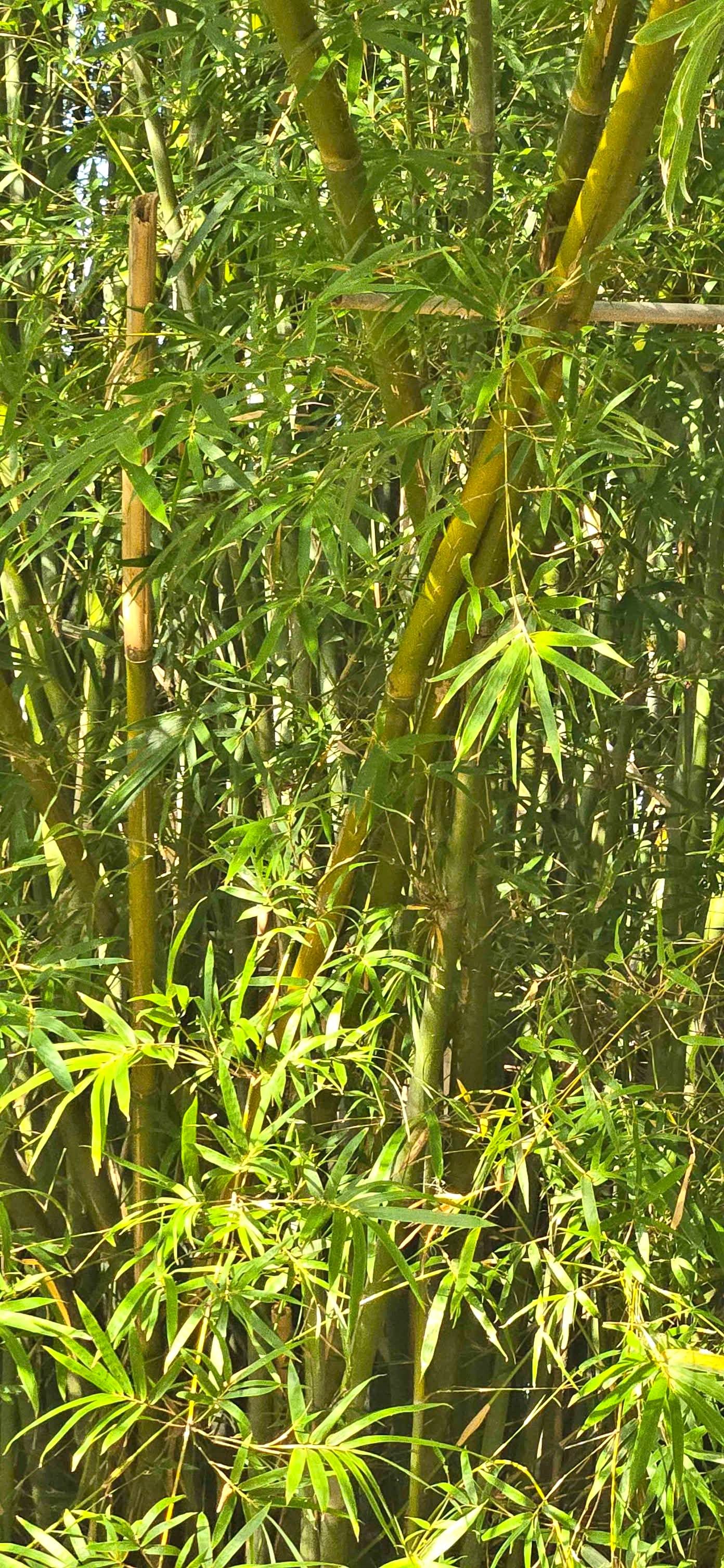 Clumb bamboo & ginger cones Fresh from the ground. Multiple fig trees ...