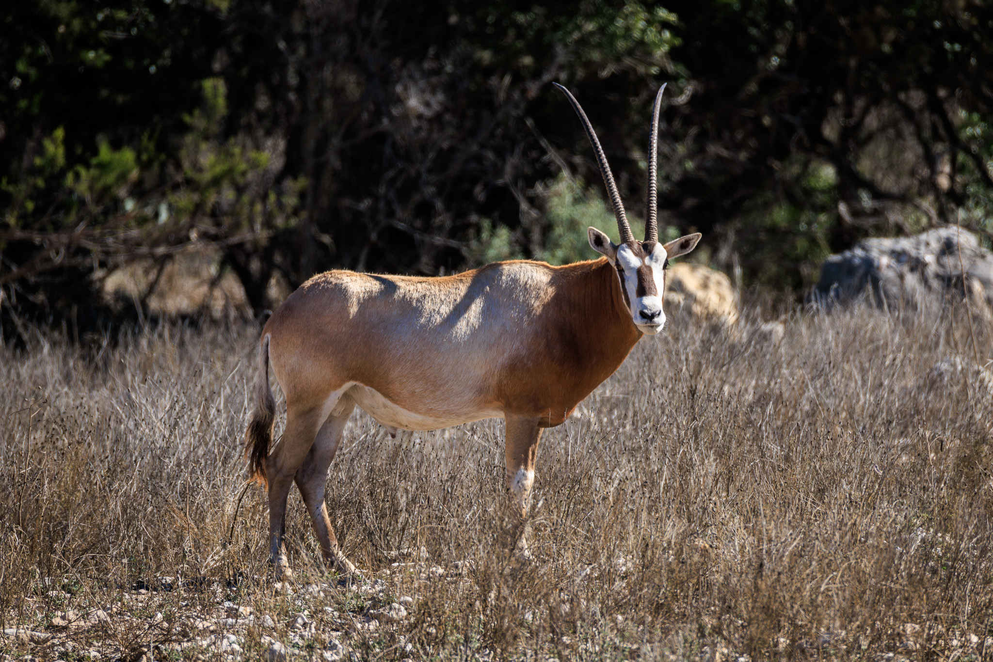 Texas - Bugle Spring Ranch ⎮ 517± Acres Bugle Spring Ranch is a ...
