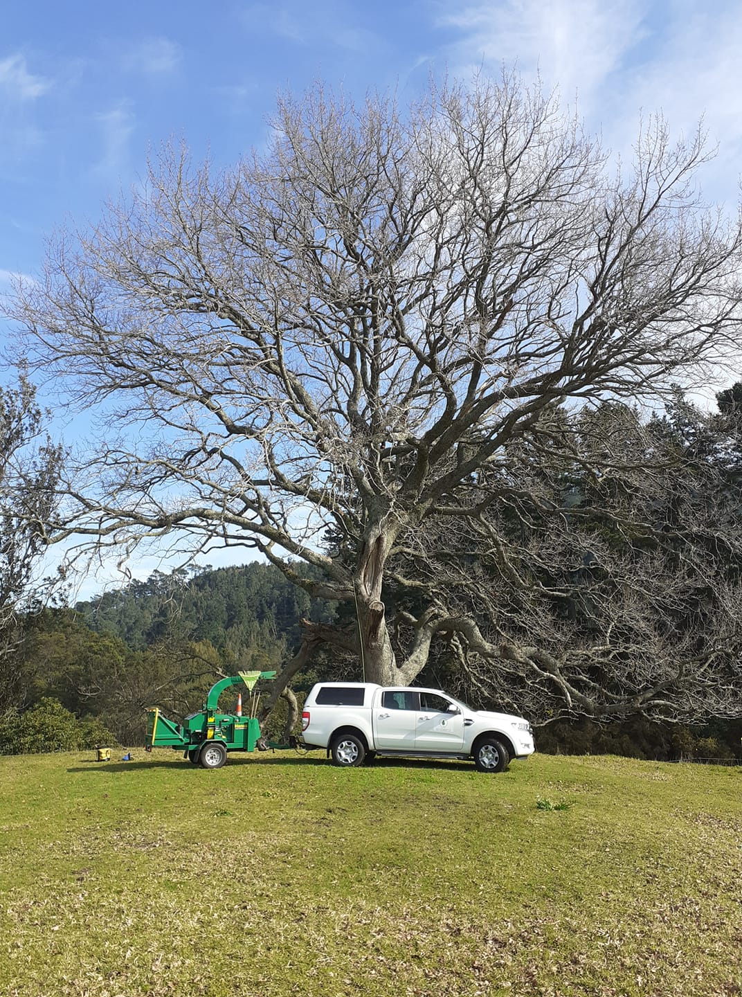 Clark Tree Care | Waihi