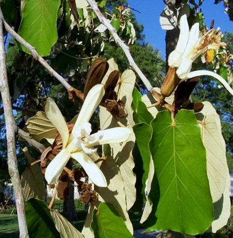 Pterospermum acerifolium, the Bayur... - Harry P. Leu Gardens | Facebook