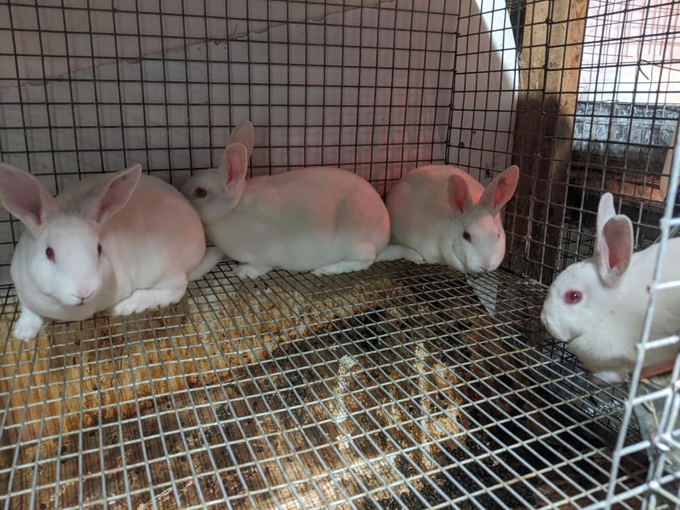 Joli-Velvet Rabbitry | Sackville NB