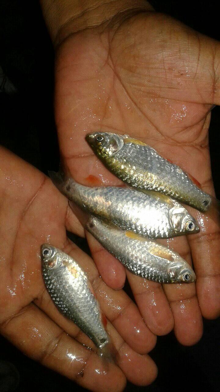 Nayan Fisheries & Exporters - Home