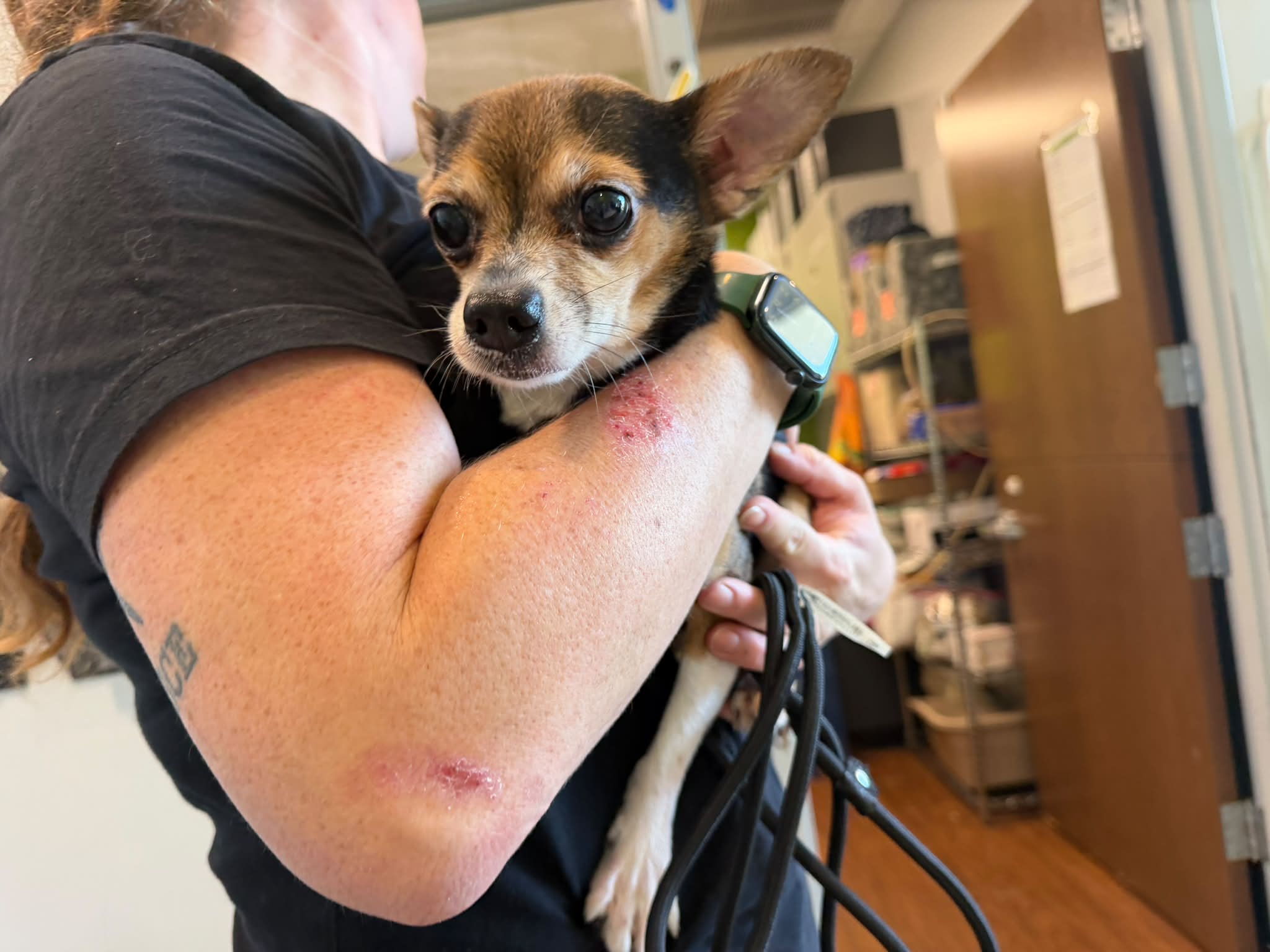 Animal ID: A080757 Description: Chihuahua mix, tri color Sex: Male