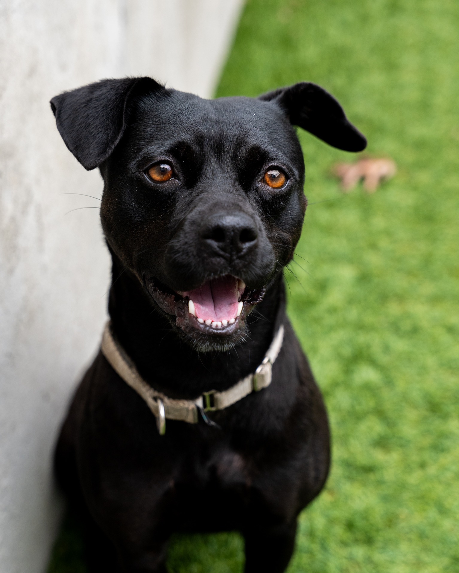 🐾 Missy 🐾 Meet Missy, one of our newest canine friends! This