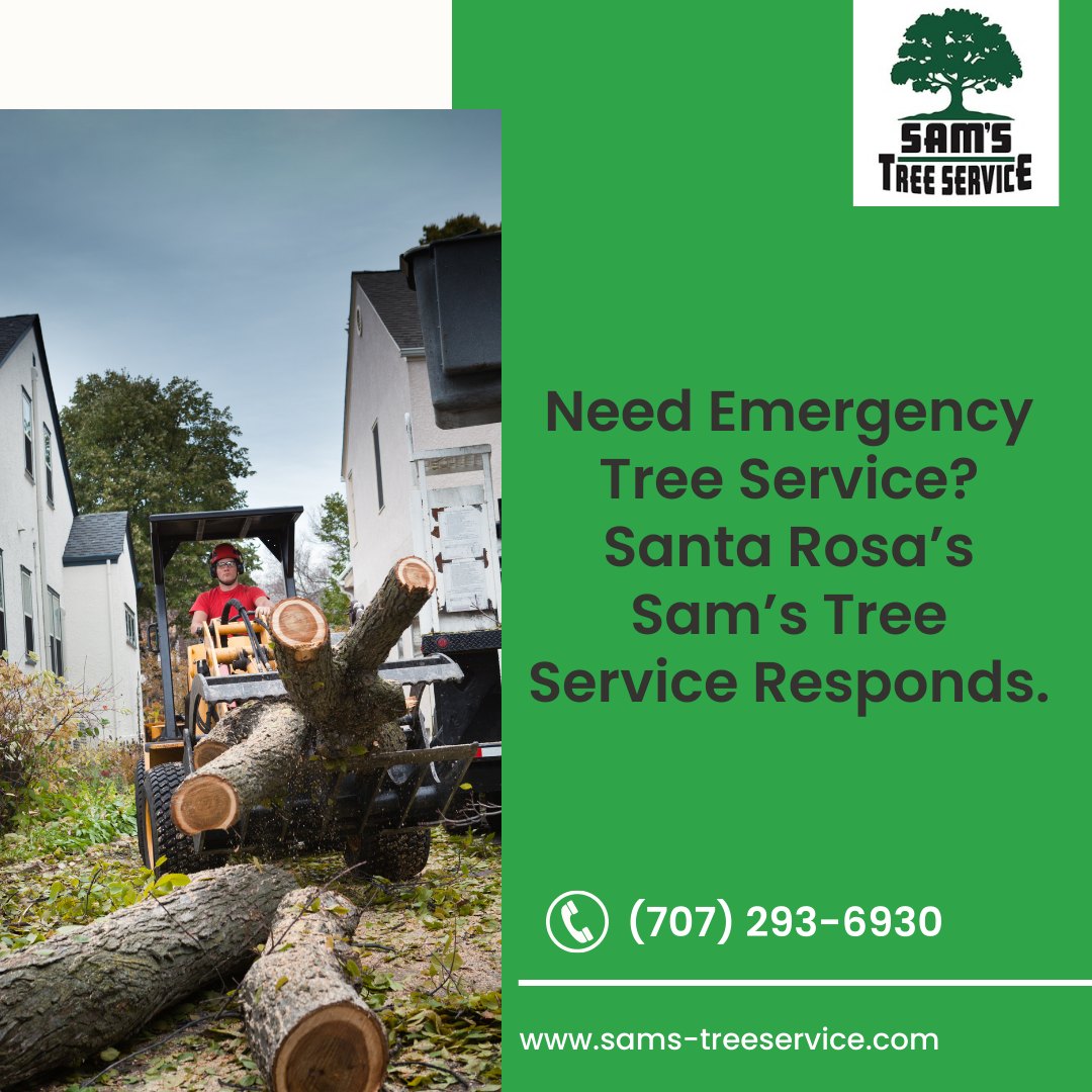 Sam’s Tree Service | Santa Rosa