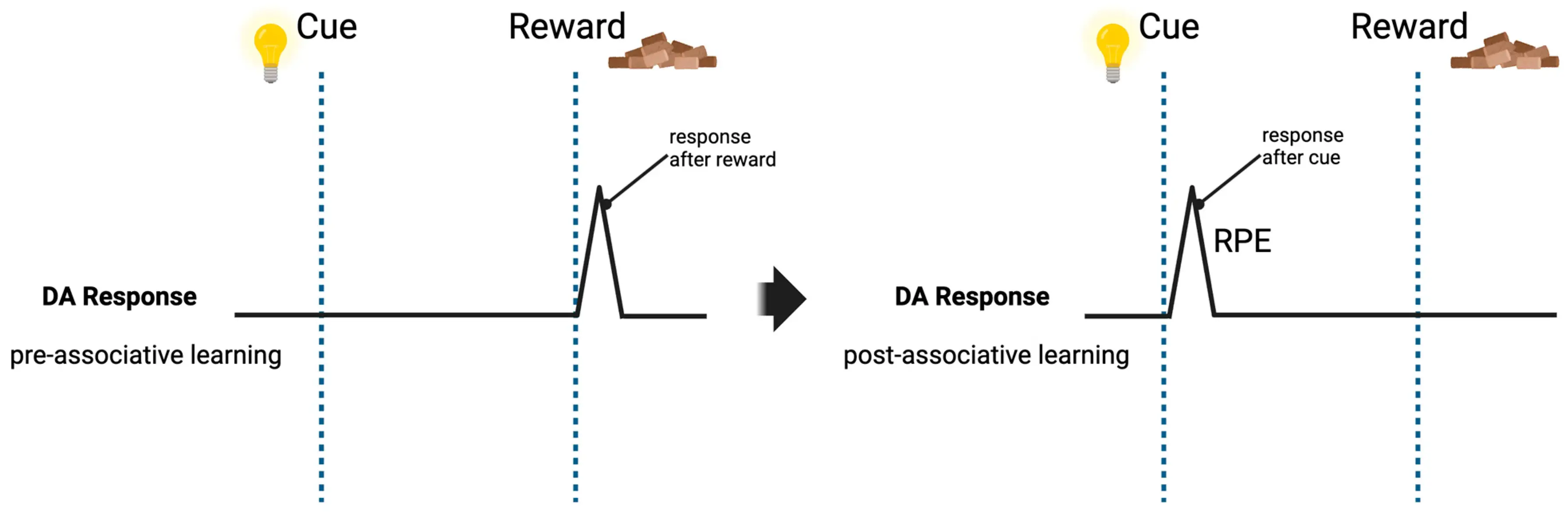 Better Brain - Dopamine and the reward prediction error... | Facebook