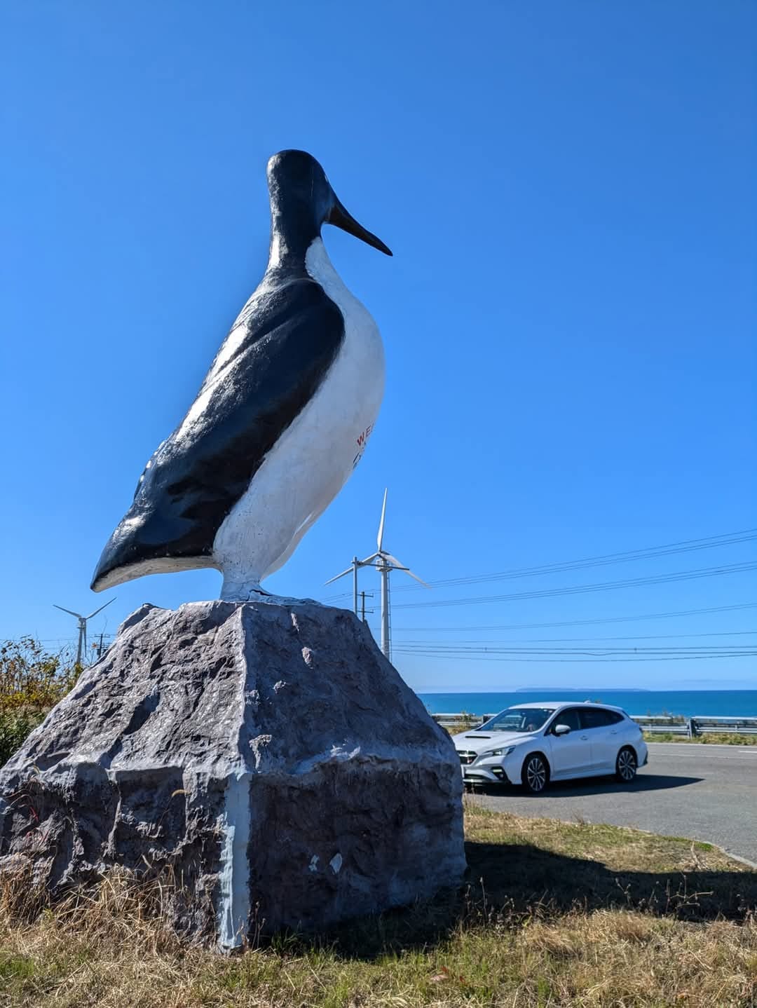 ウミガラス 】 オロロンライン(国道232号) に巨大なウミガラスの
