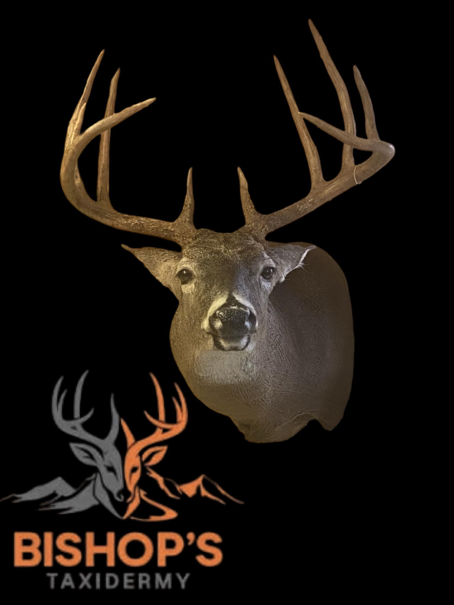 Bishop Taxidermy | Hanover WV