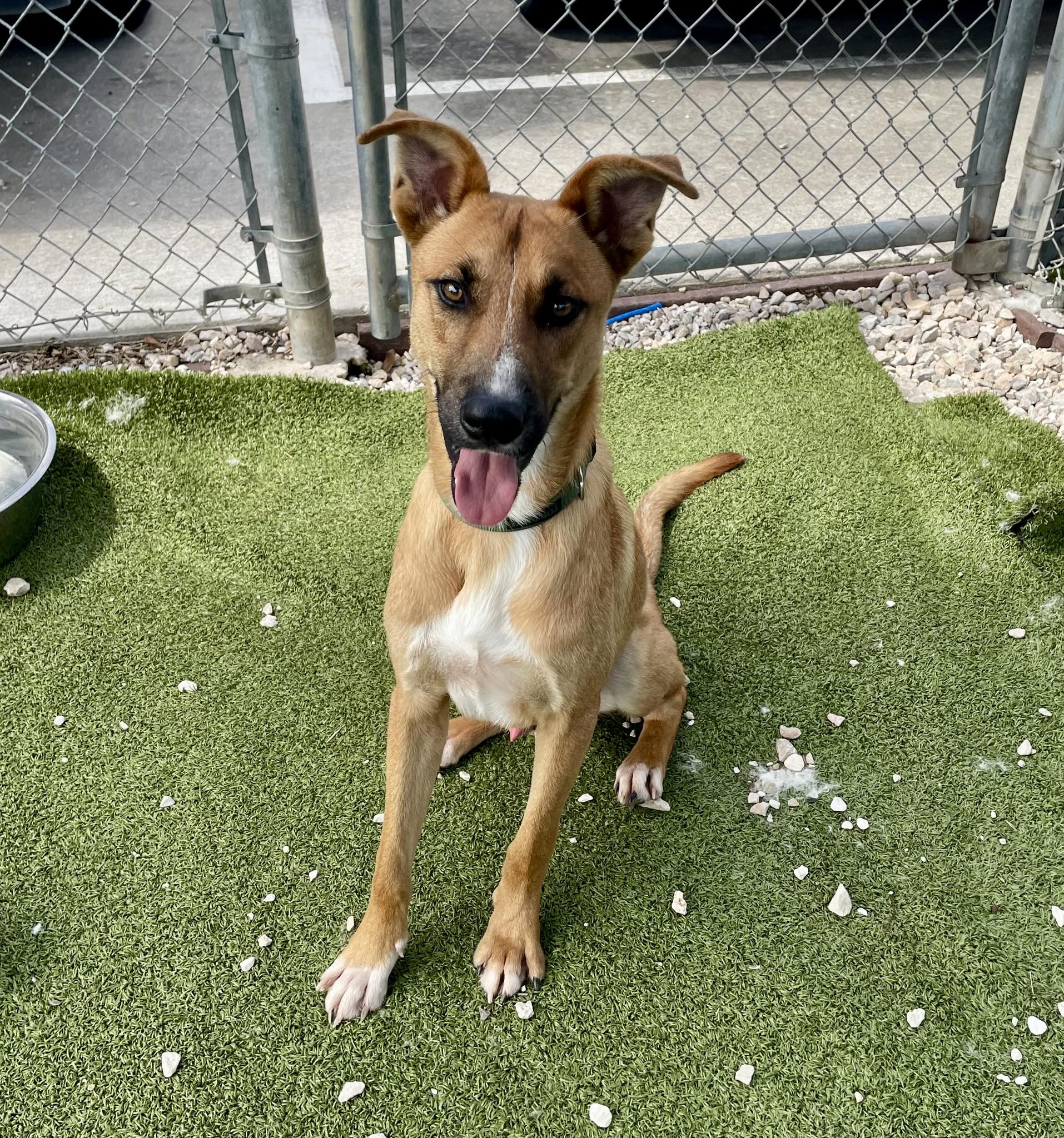 Meet our Long Stay Spotlight: Aj! ? He recently went on a Doggie 