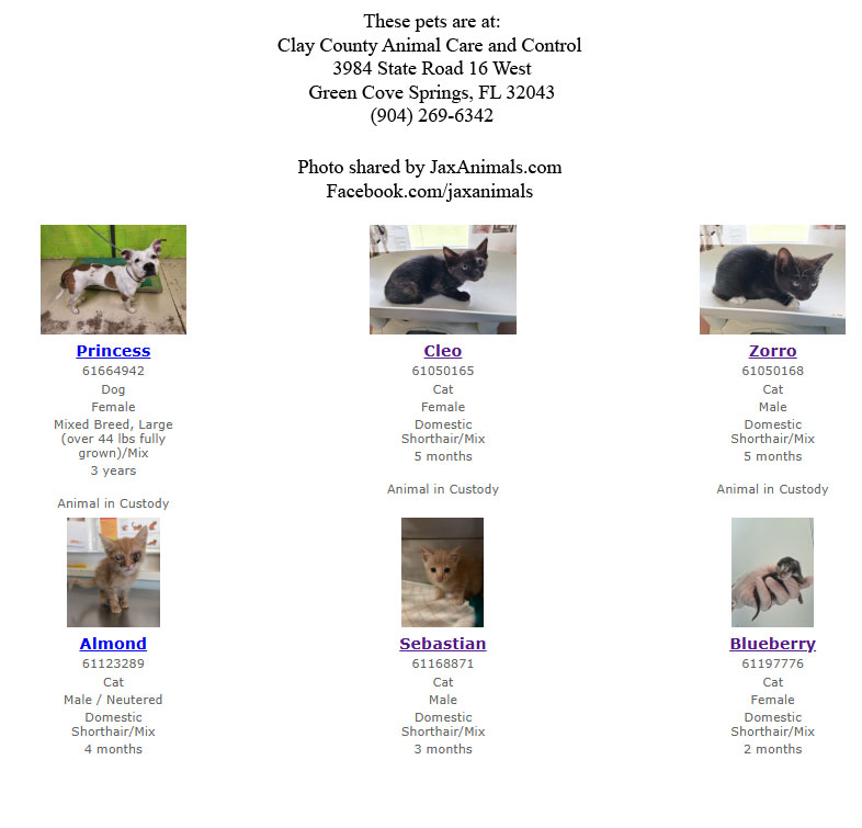Lost and found pets at Clay County Animal Services in Green Cove