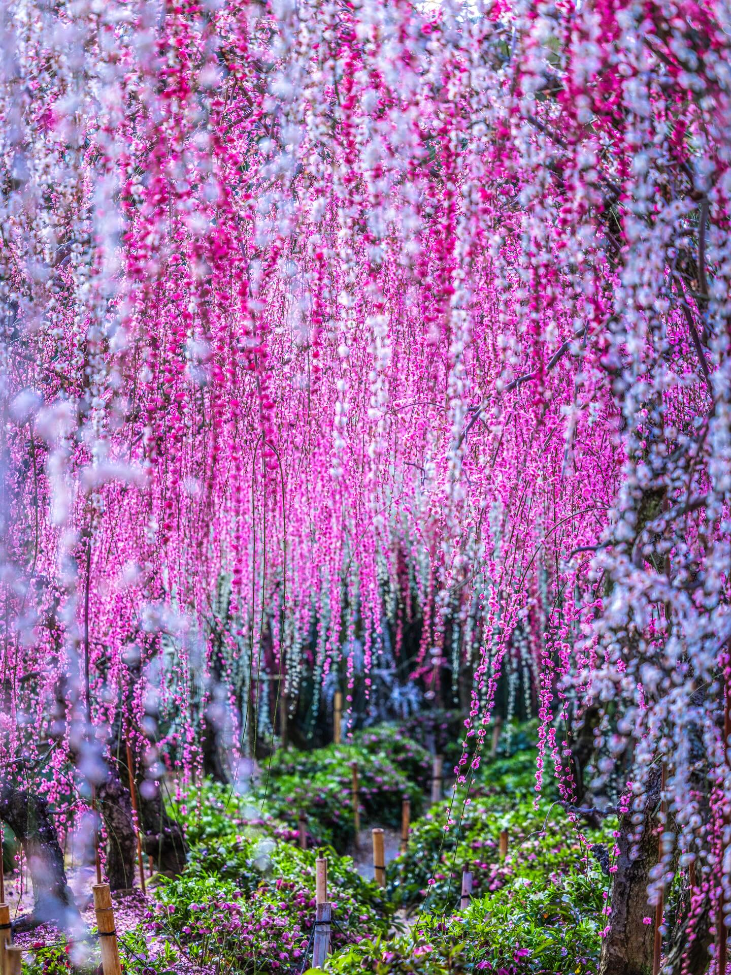 大 草山 昇竜 しだれ 梅園