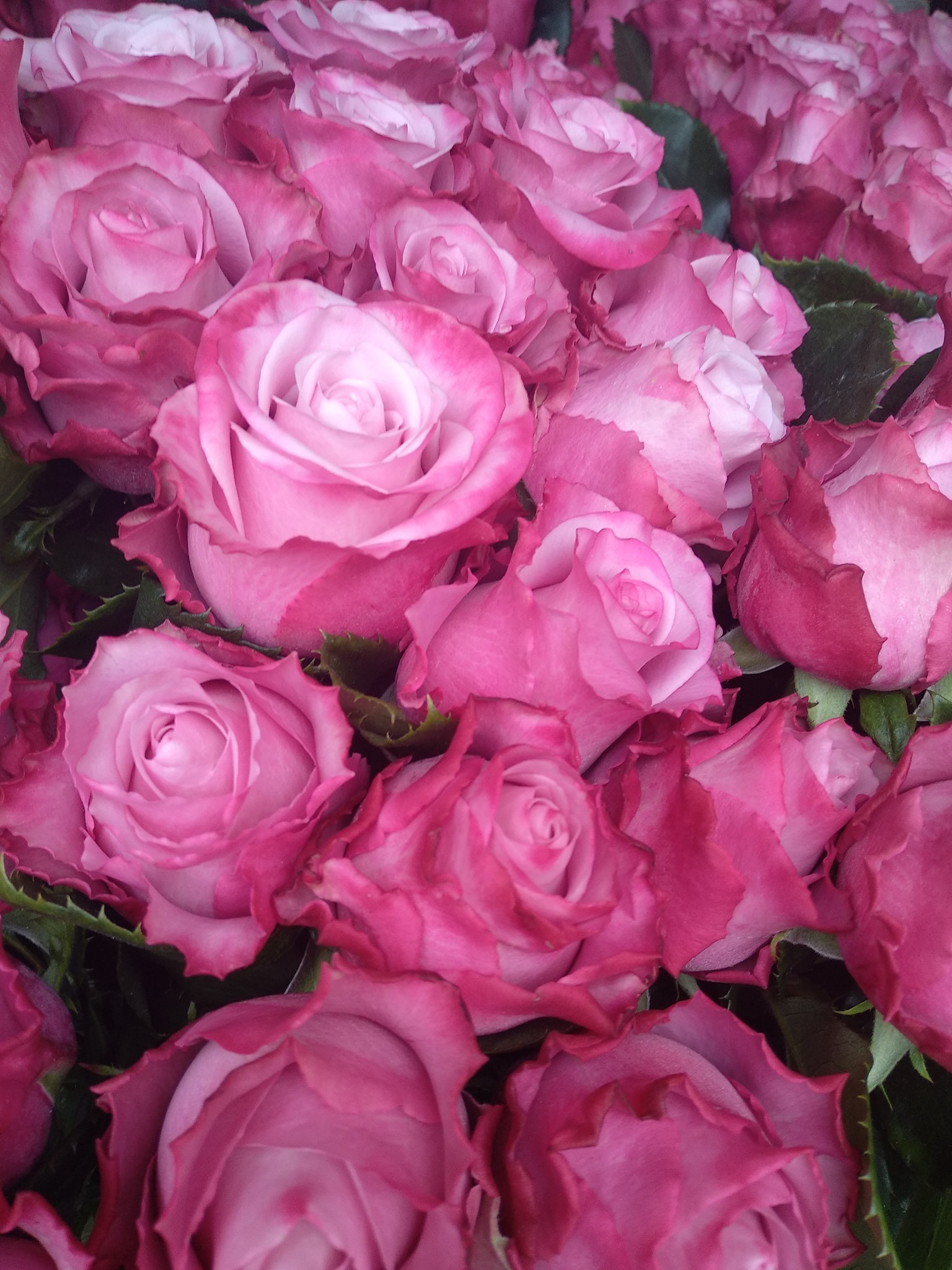 Bokor Rózsa Szentendre - Rendelhető 10 szálas csokrokban🥰 30cm:150 ...