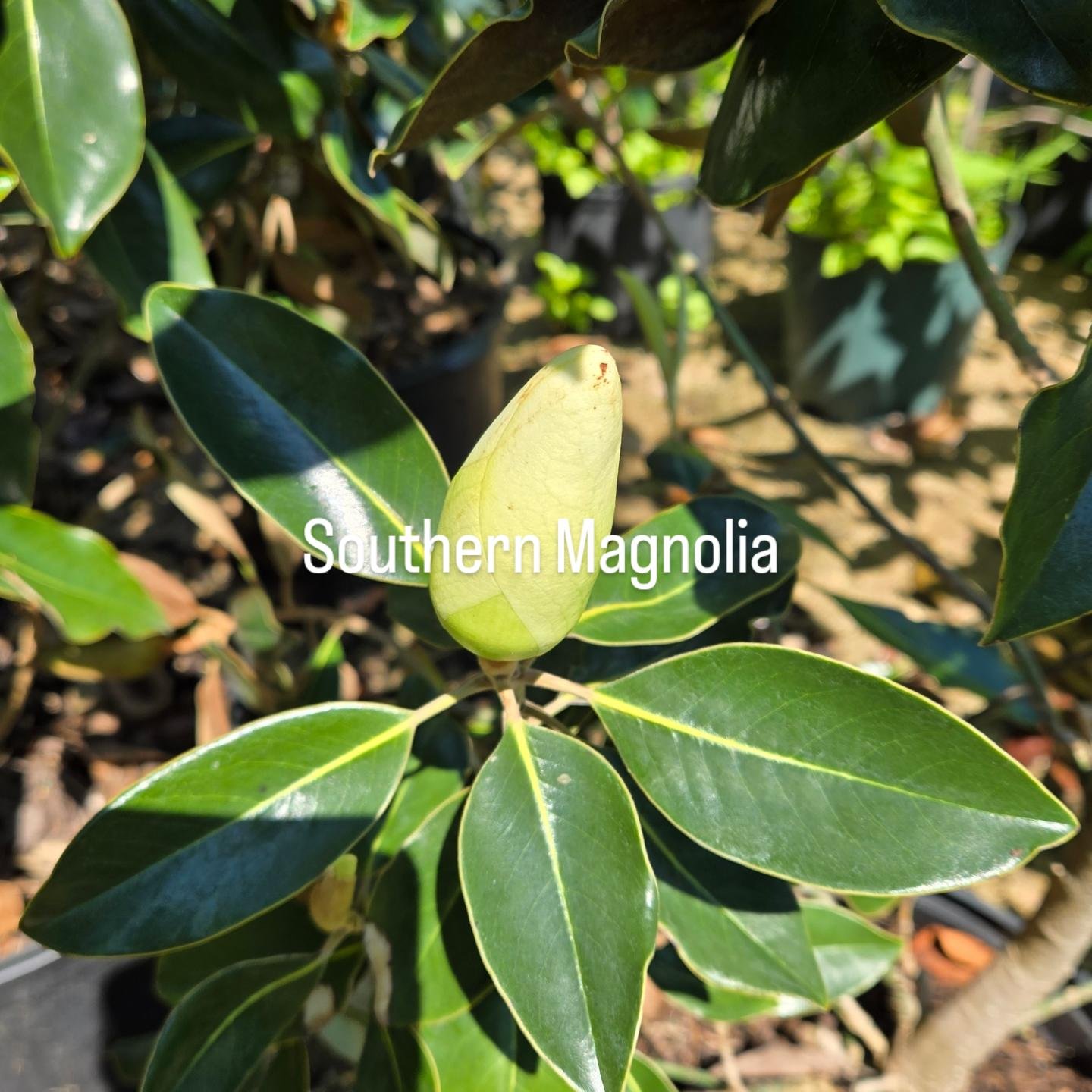 Wakefield Valley Nursery | New Windsor MD
