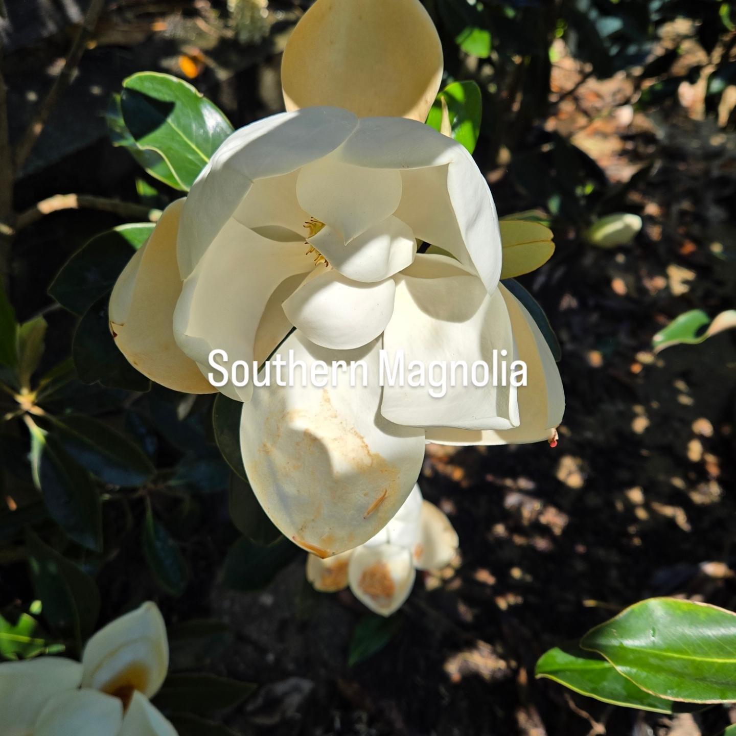 Wakefield Valley Nursery | New Windsor MD