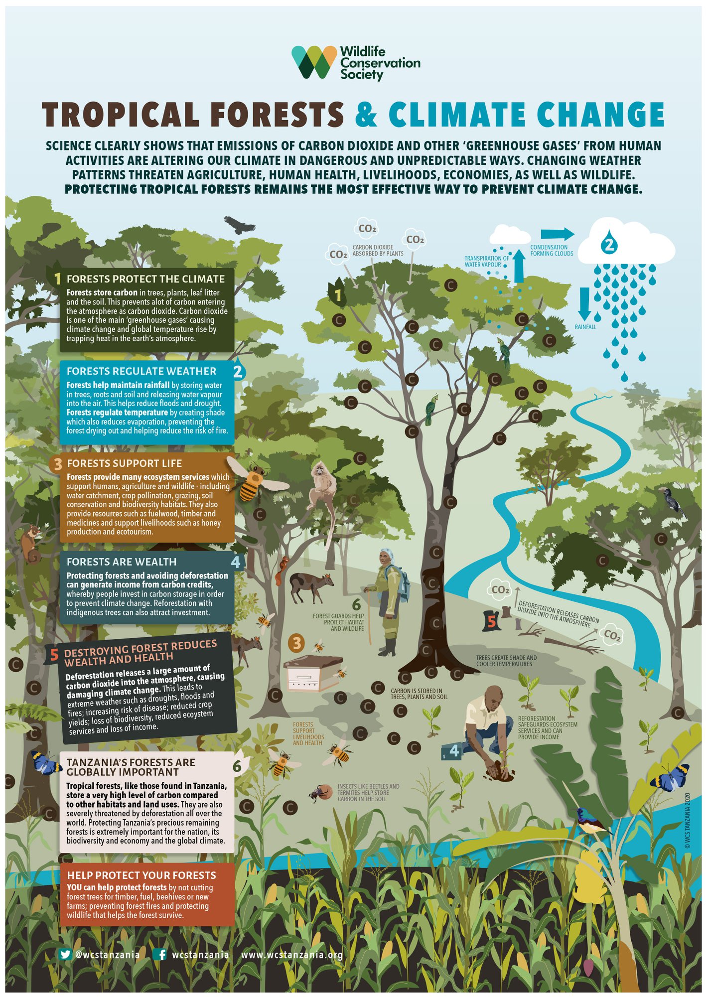 TROPICAL FORESTS AND CLIMATE CHANGE Education is a key part of WCS’s ...