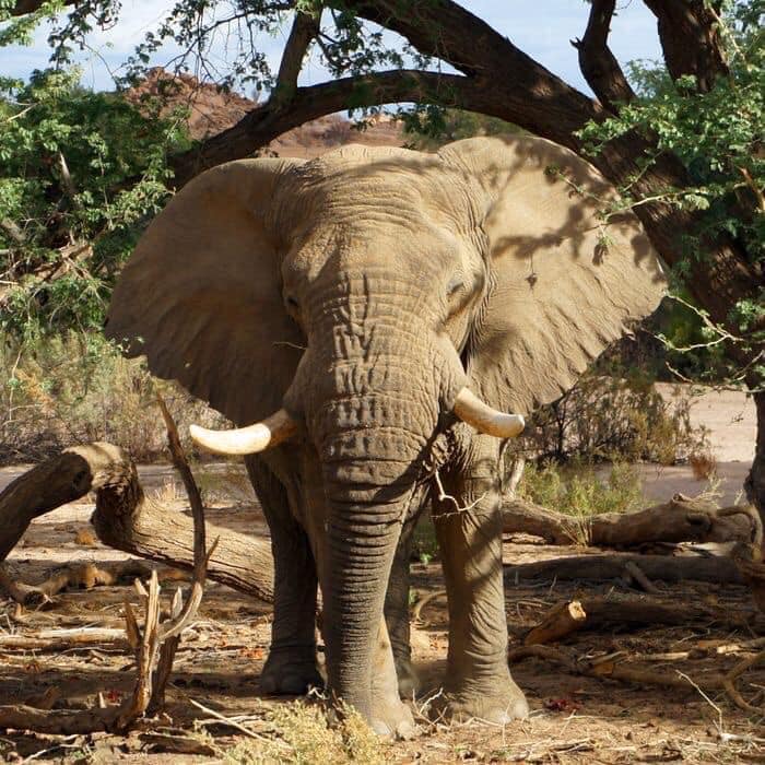 Library of Thoughts - Thought for the Day REMEMBERING VOORTREKKER THE ...
