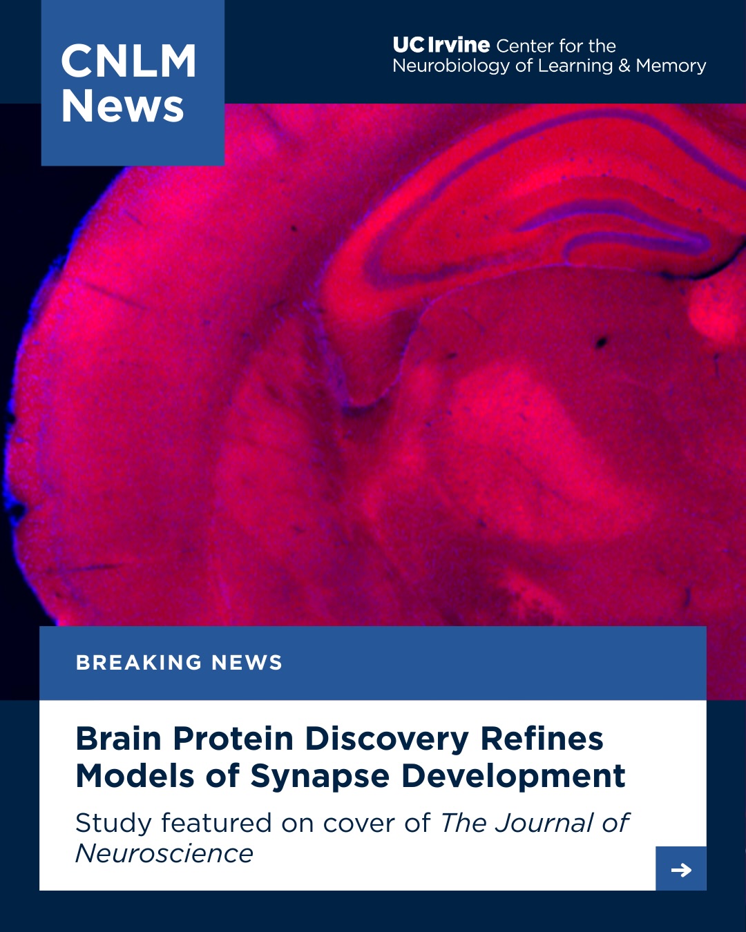 Center for the Neurobiology of Learning and Memory | Irvine CA
