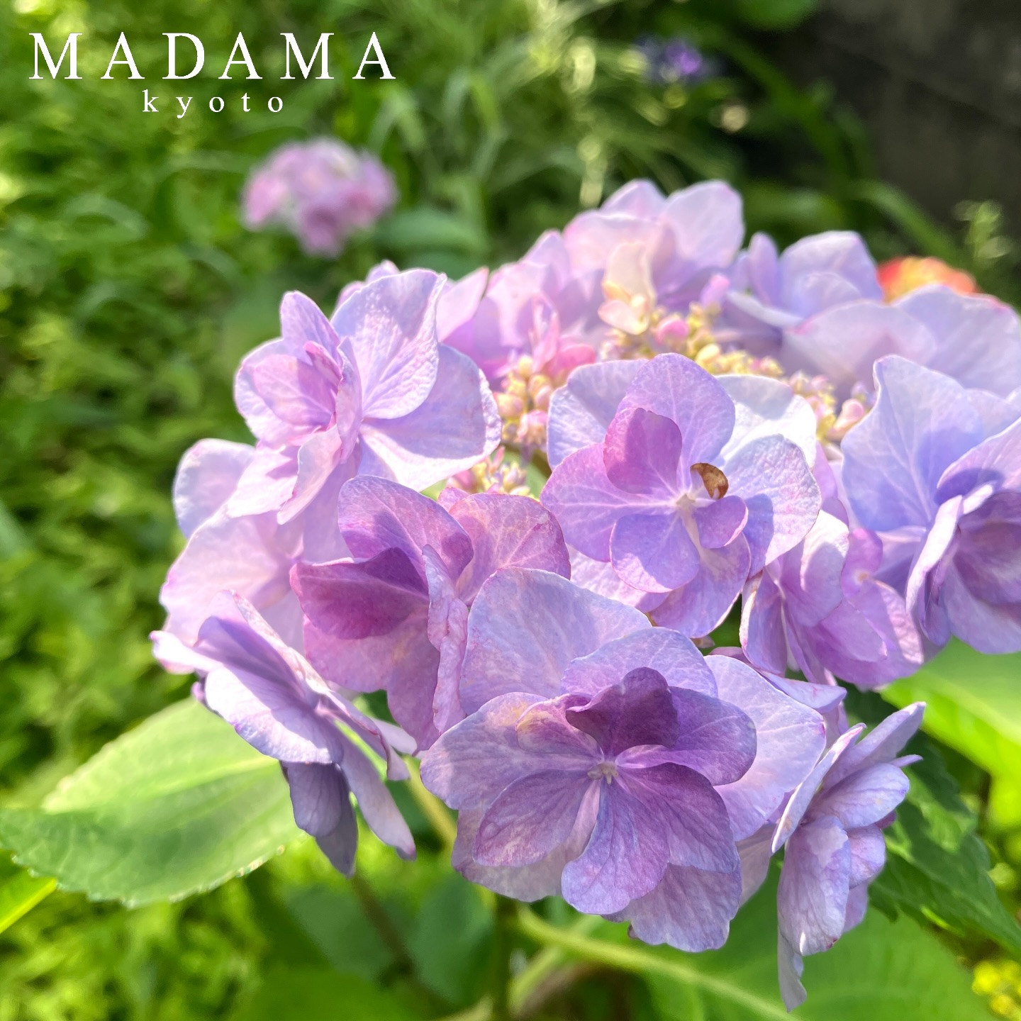 MADAMA (@madamakyoto) • Facebook