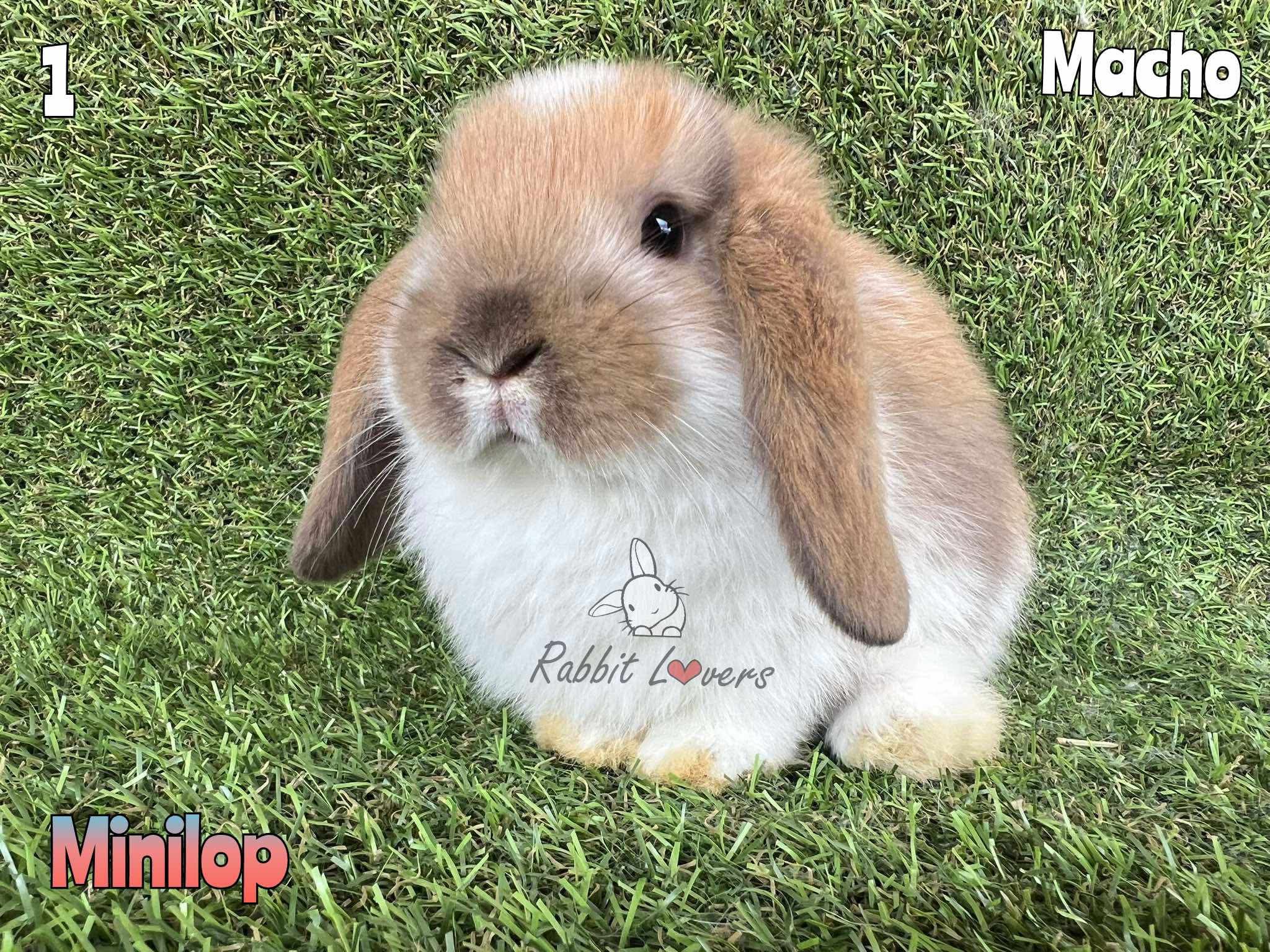 Rabbit Lovers Cajamarca | Cajamarca