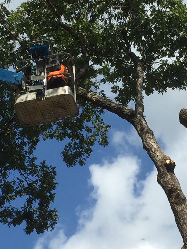 B & B Tree Service, LLC