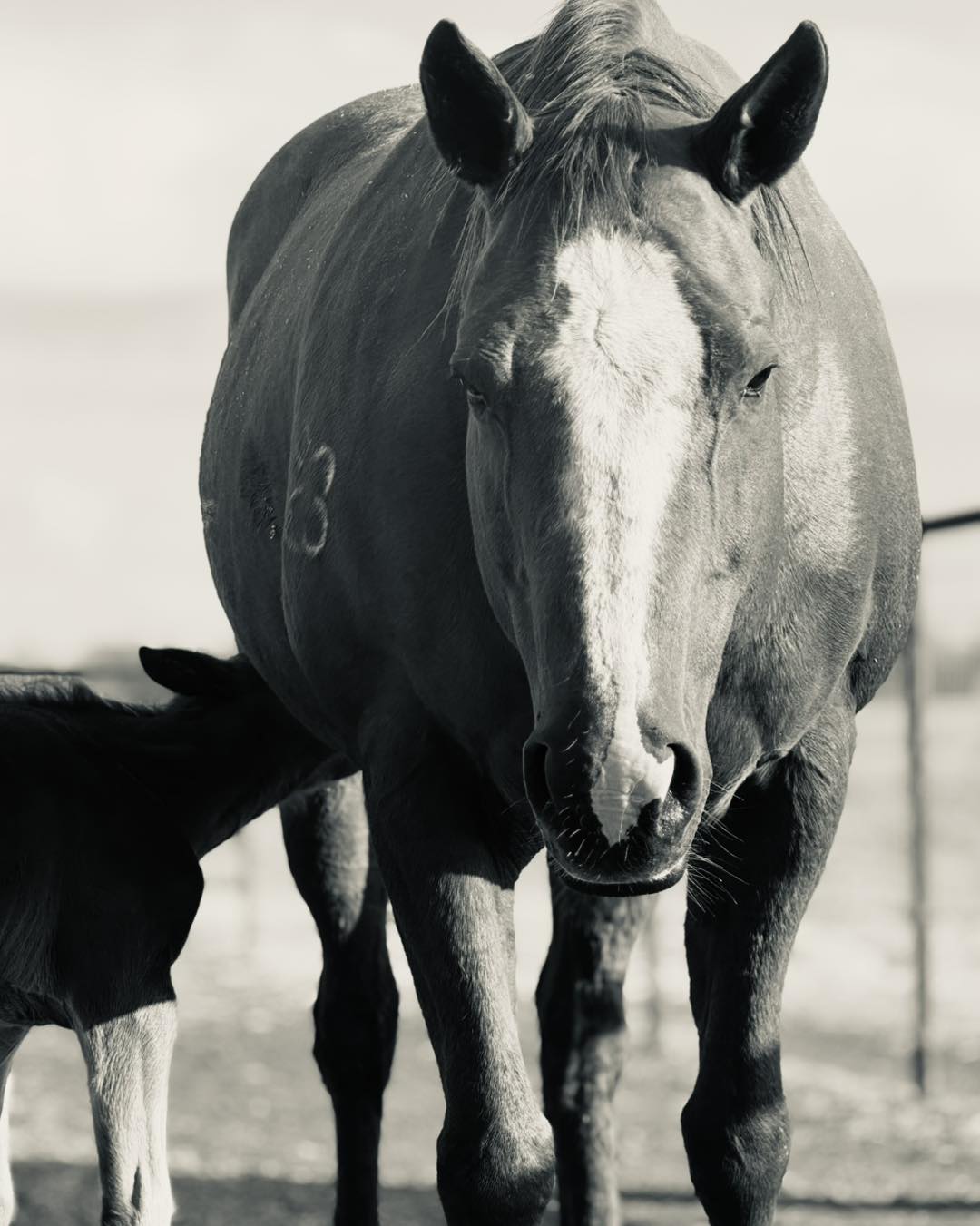 Diamond Dub Quarter Horses... - Diamond Dub Quarter Horses