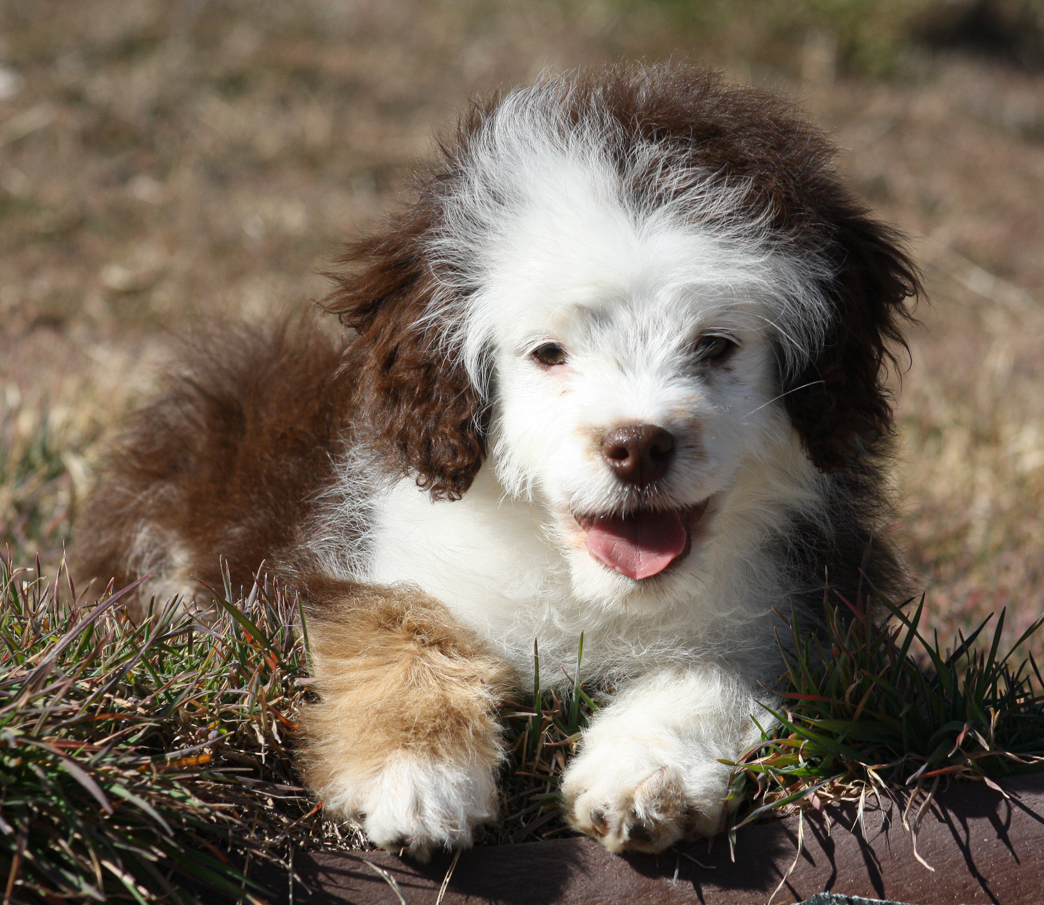 Susie is a darling F1... - Ruff N Tumble Mini Aussie Doodles | Facebook