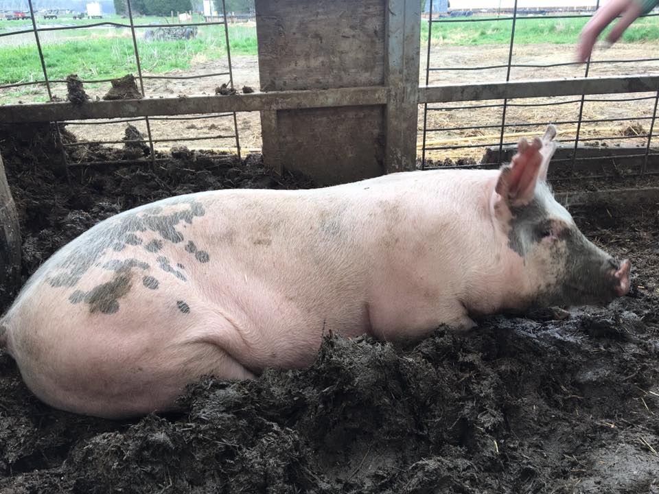 This March we had the... - Michigan State Pastured Pigs