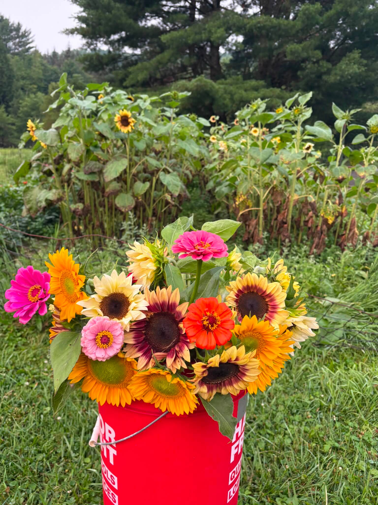 Cinch's Sunflower Shed 🐕 opening soon! Rt 28, Milford NY First