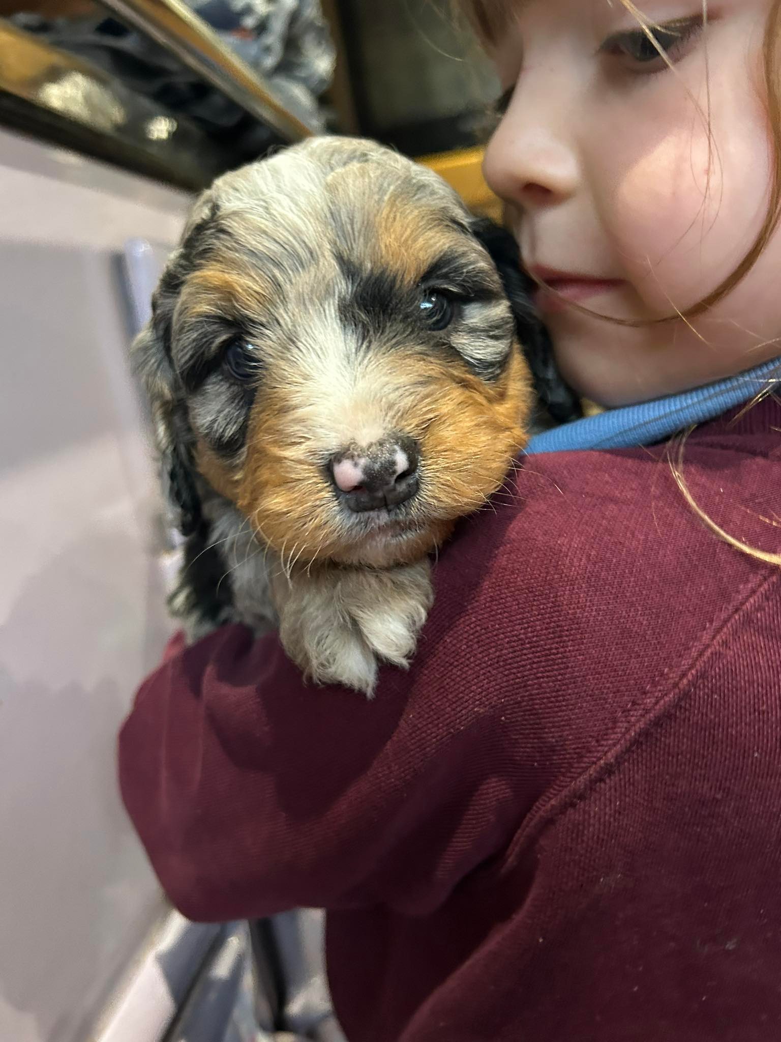 Spring Well Bernese and Cocker Spaniels | Kidwelly